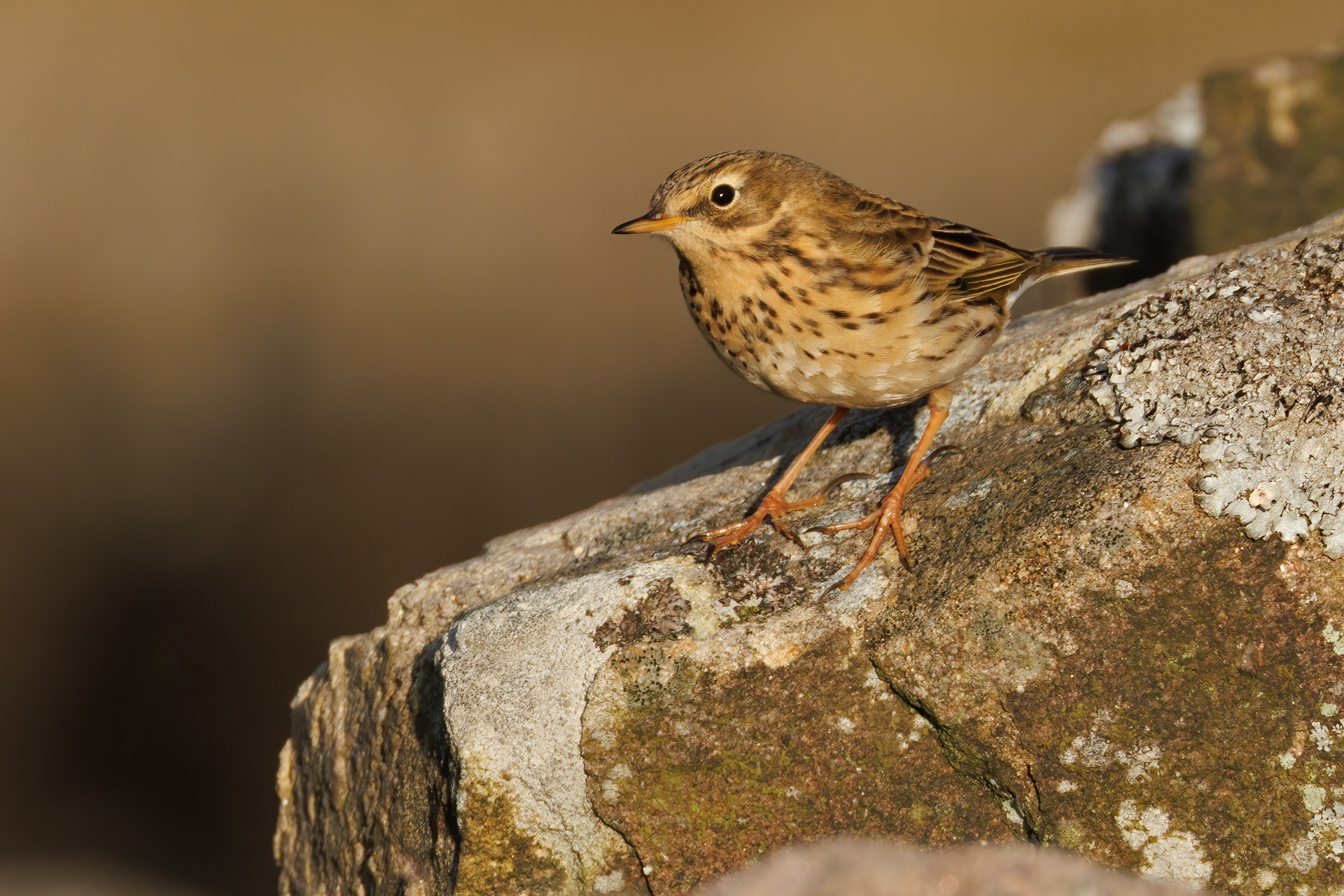 Meadow Pipit