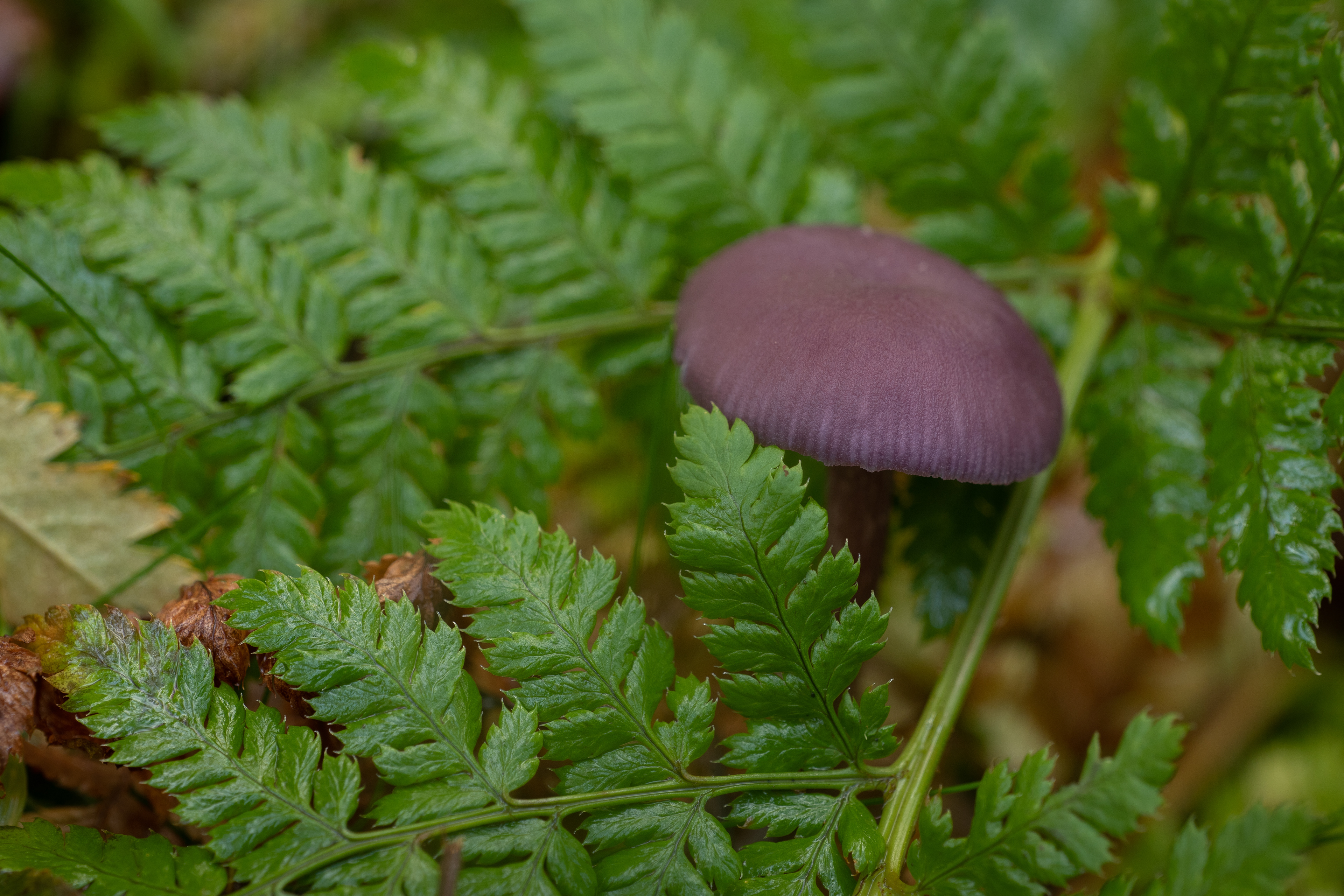 Amethyst Deceiver