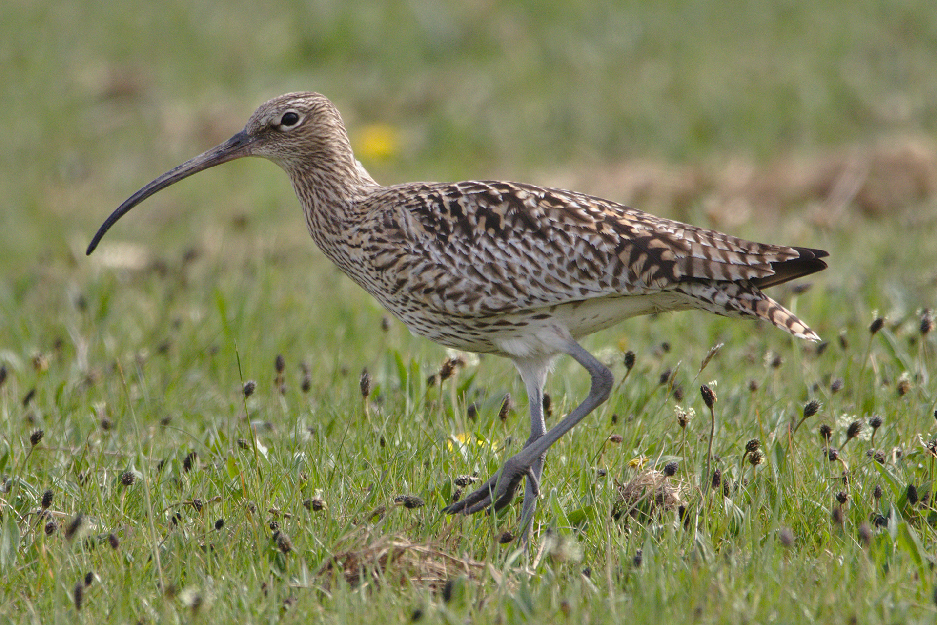 Curlew