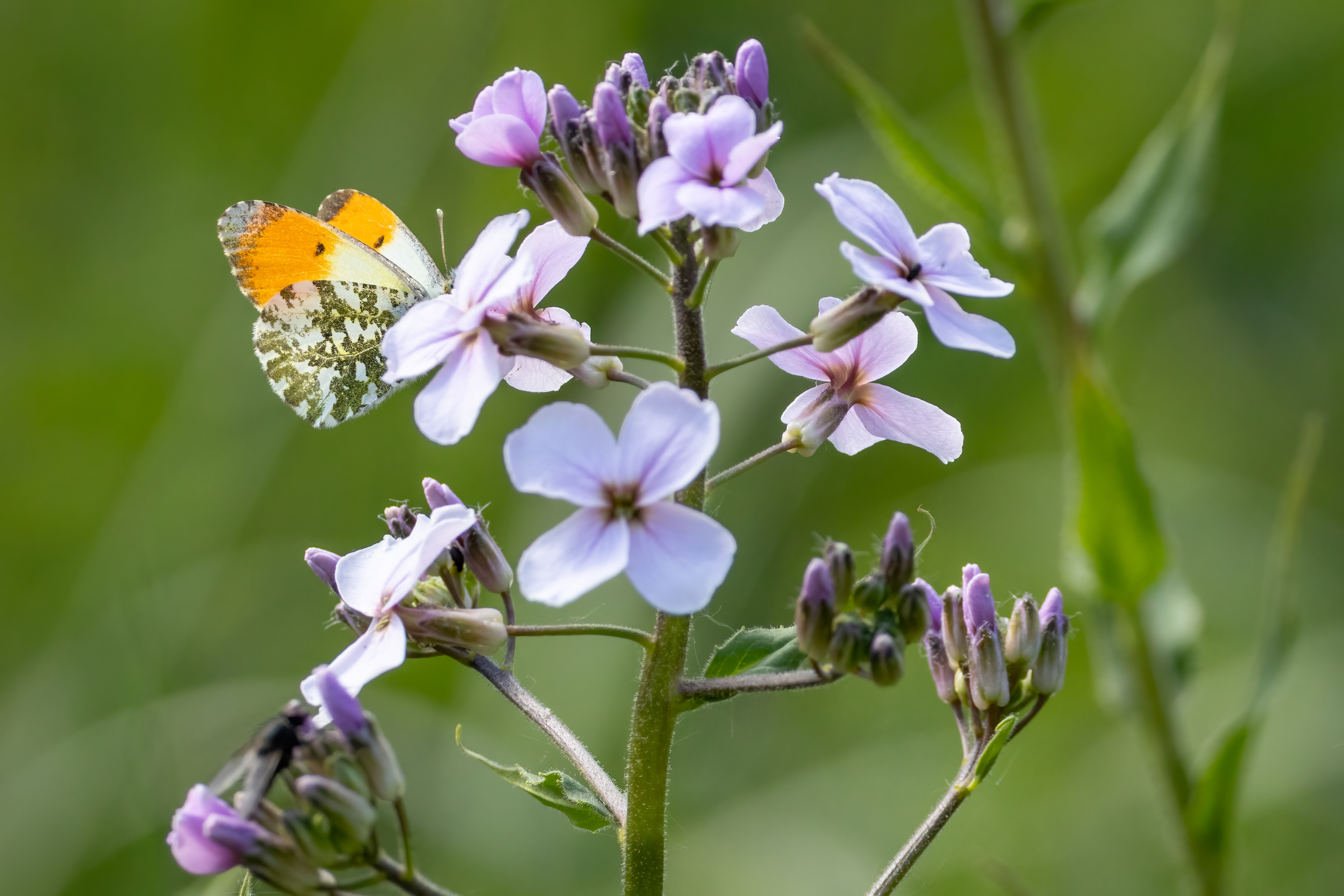Orange Tip Butterfly (Male)
