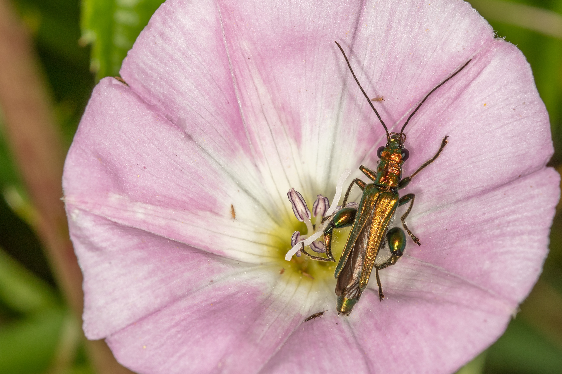 Swollen Thighed Beetle