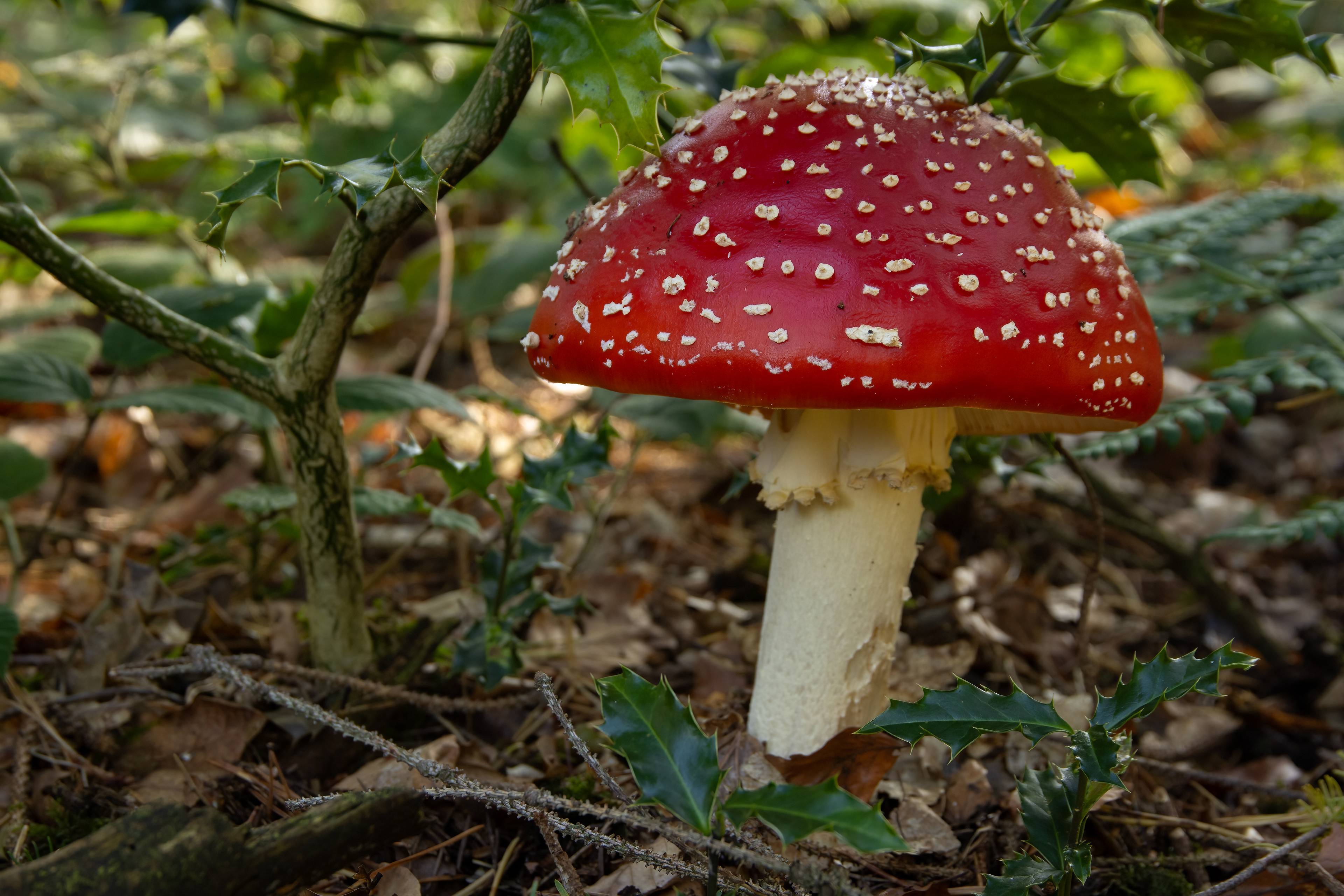 Fly Agaric