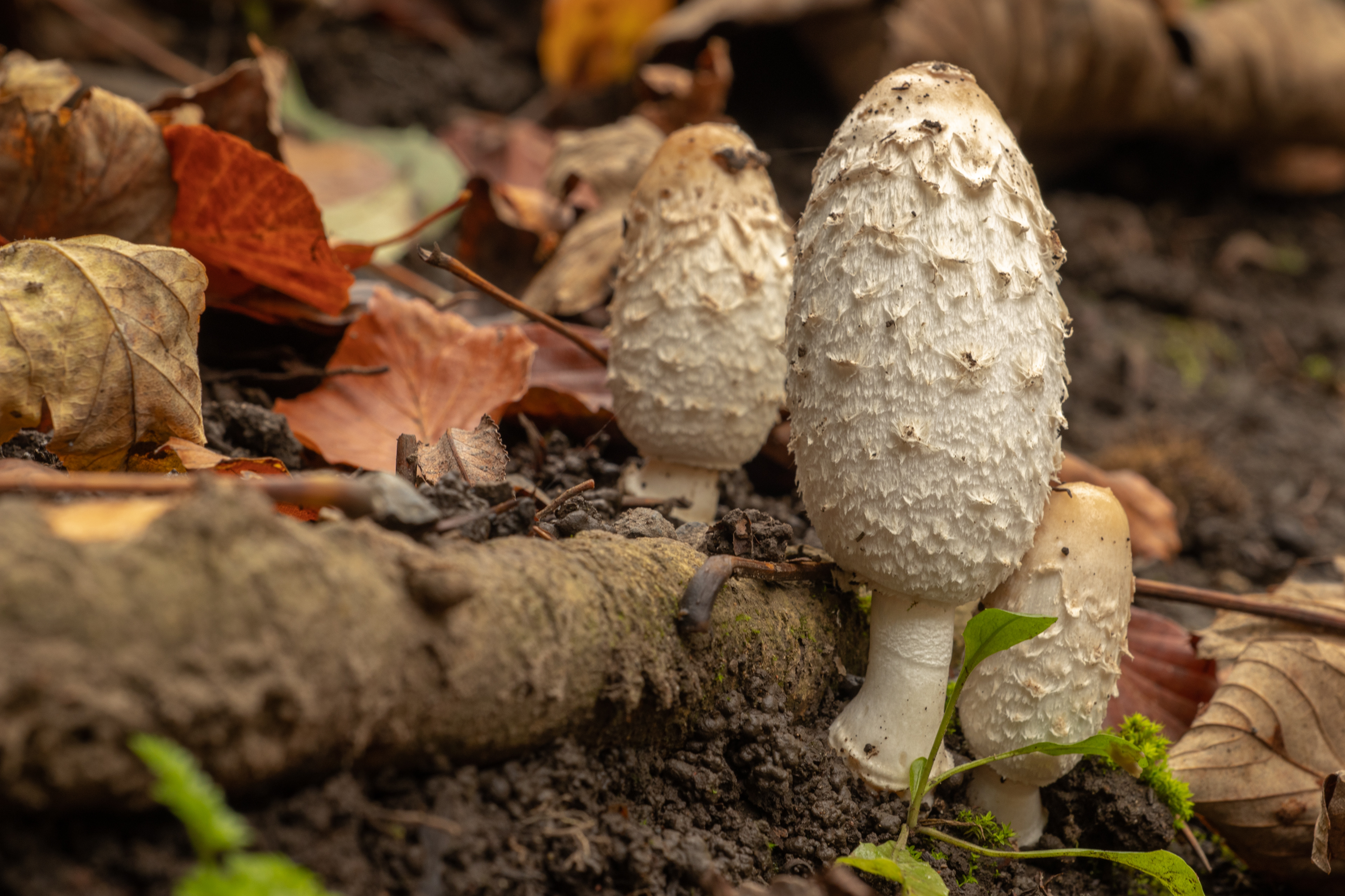 Shaggy Inkcap