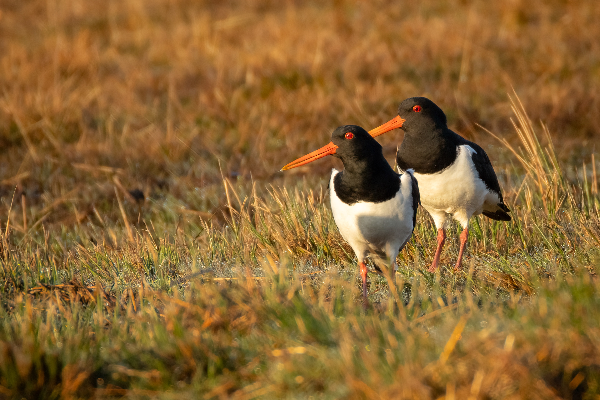 Oystercatchers