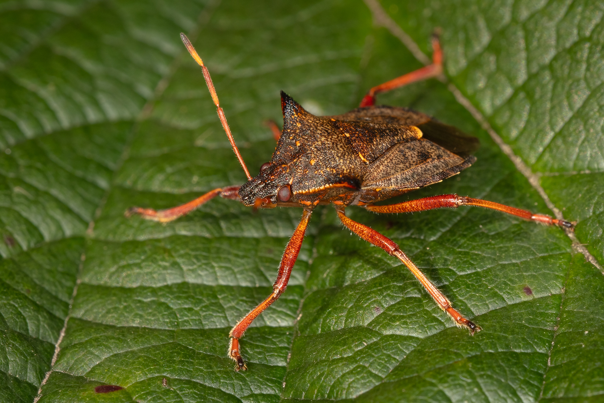Spiked Shieldbug