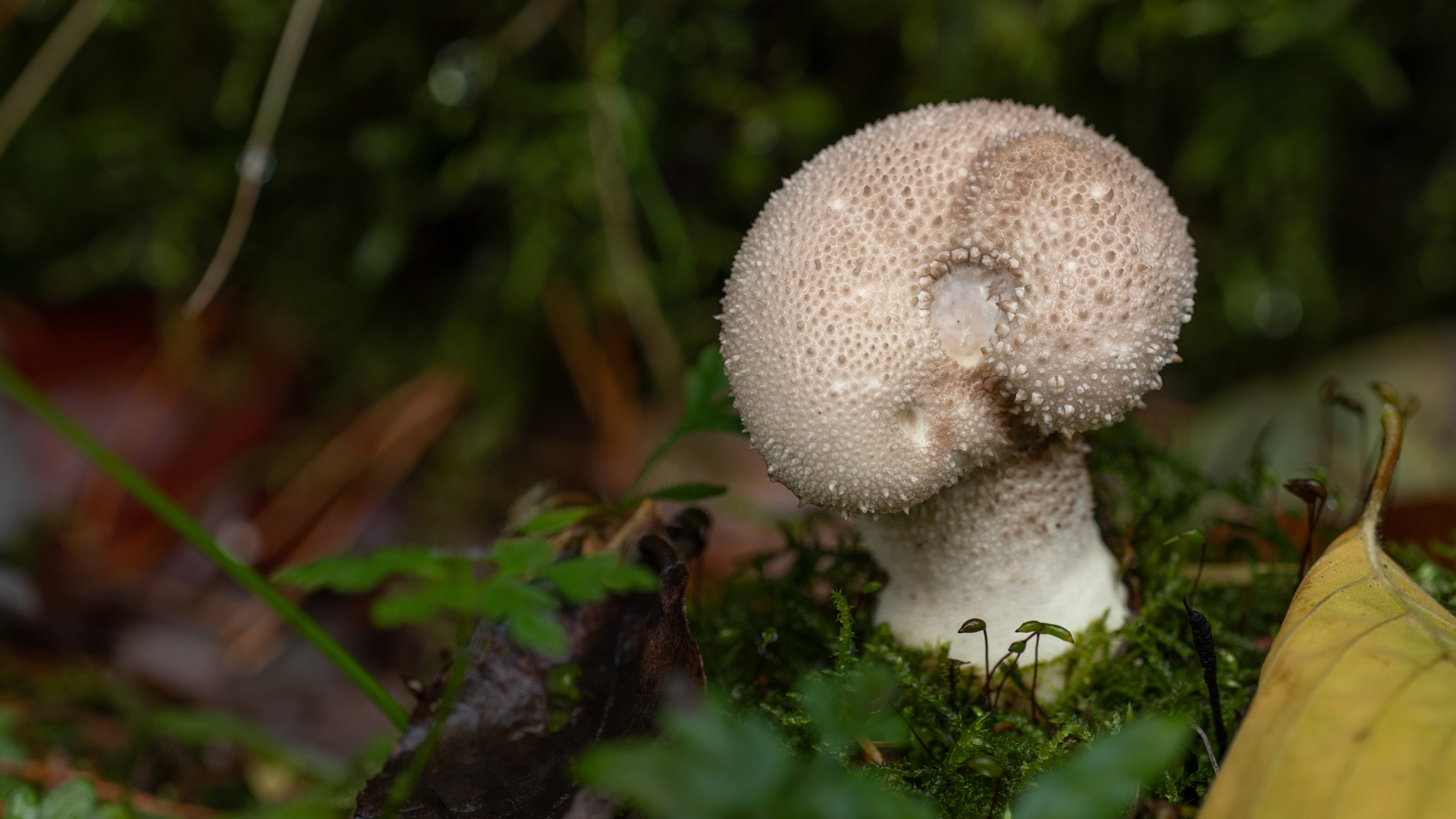 Common Puffball