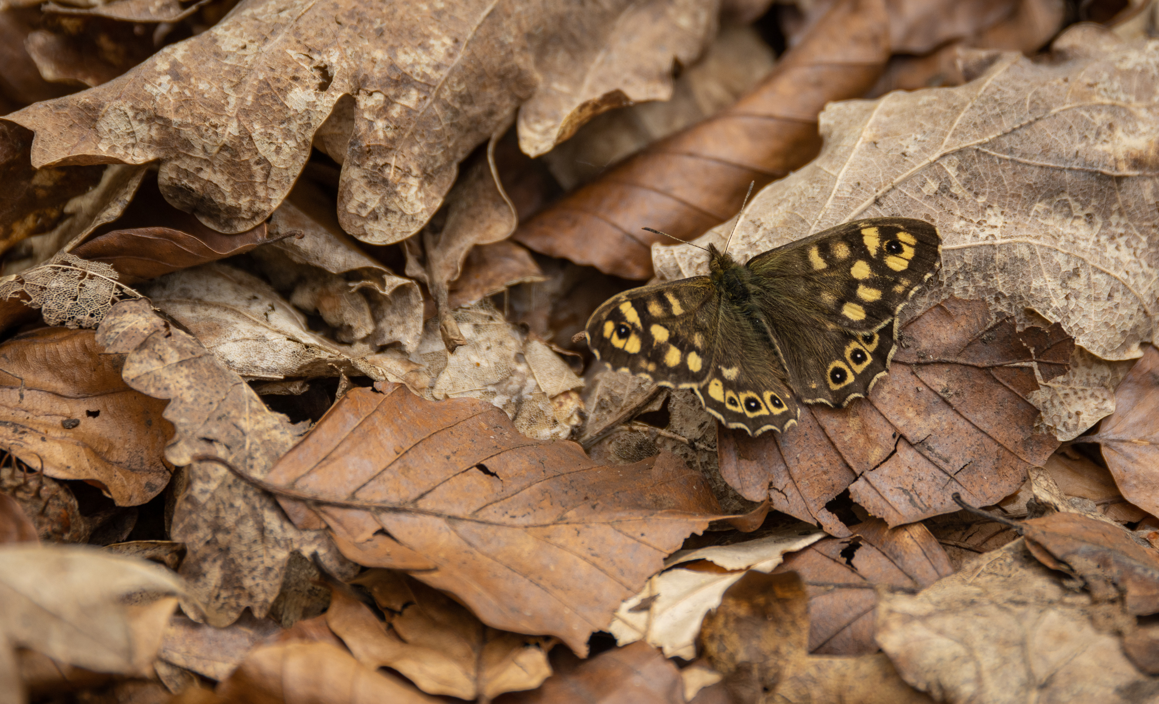 Speckled Wood Butterfly