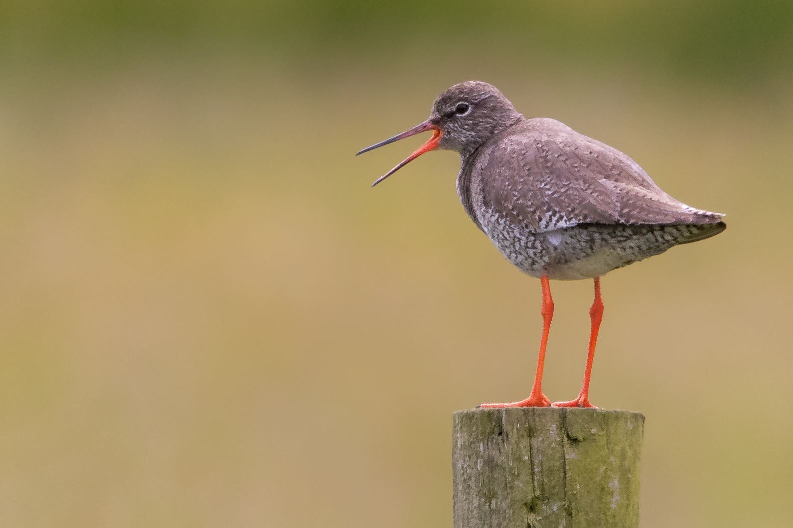 Redshank