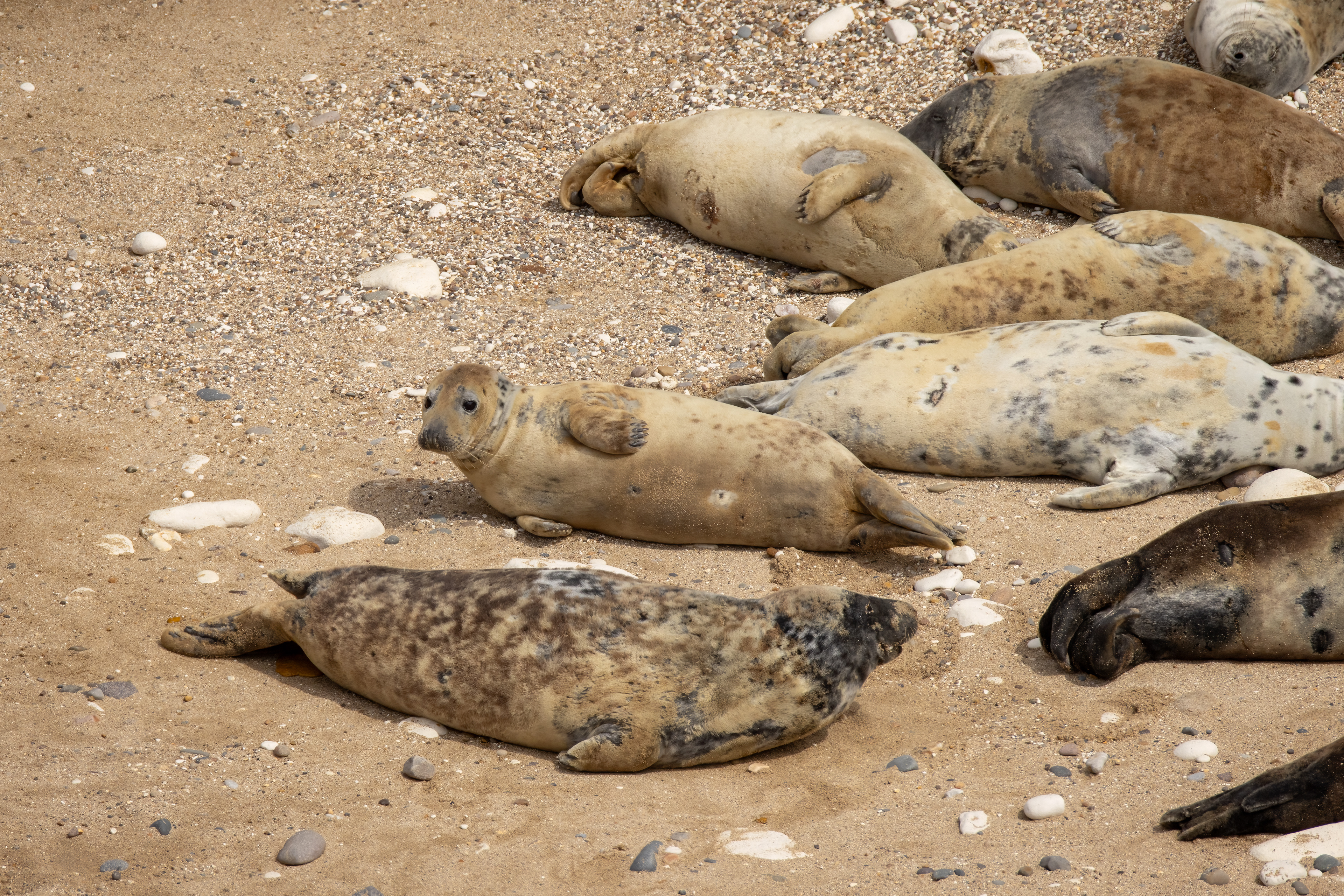Seals (Flamborough South Landing)