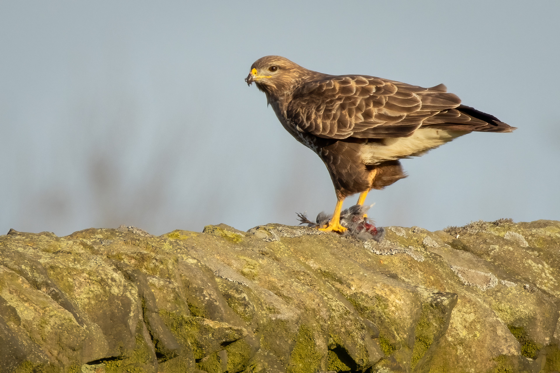 Buzzard with prey