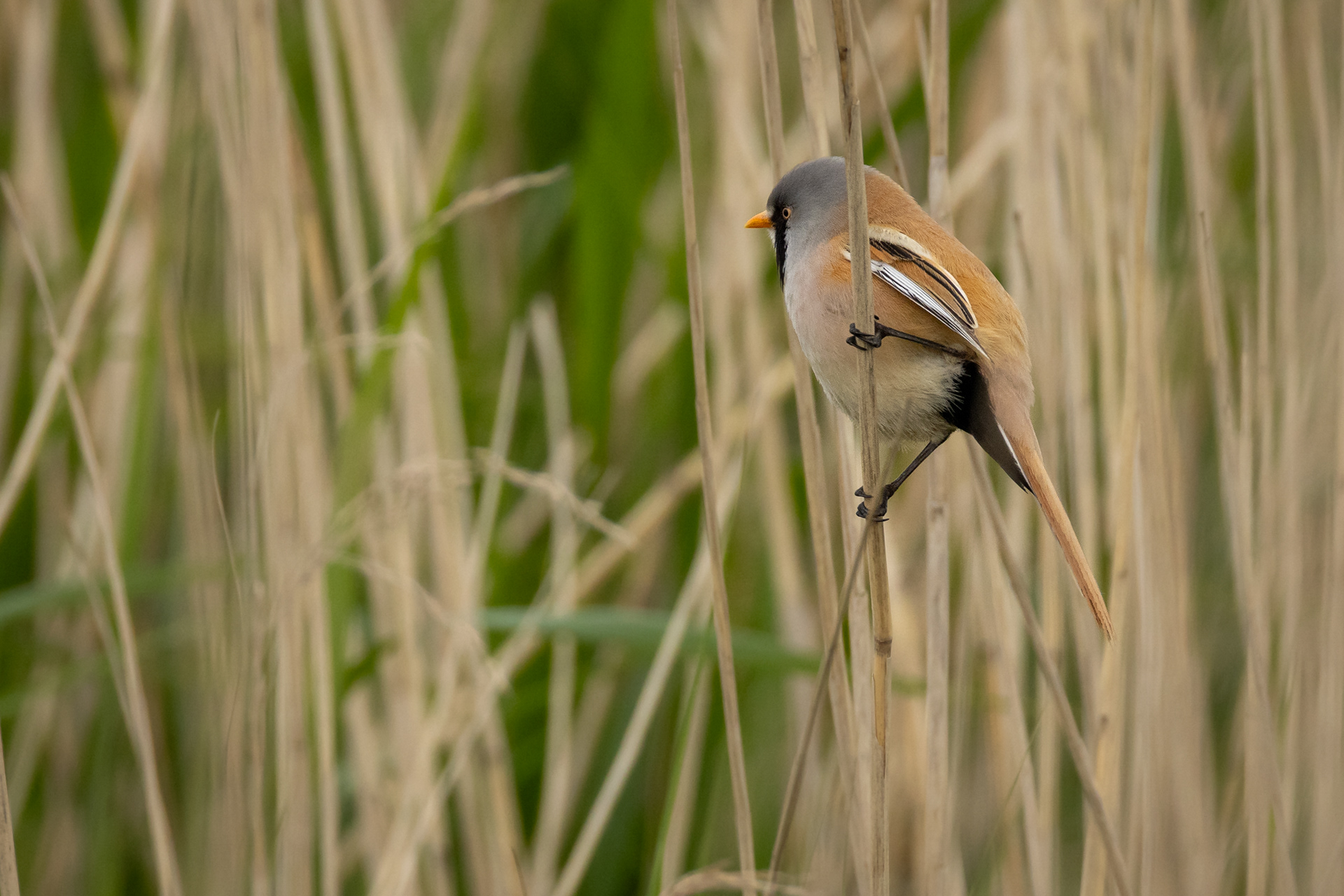 Bearded Reedling (male)