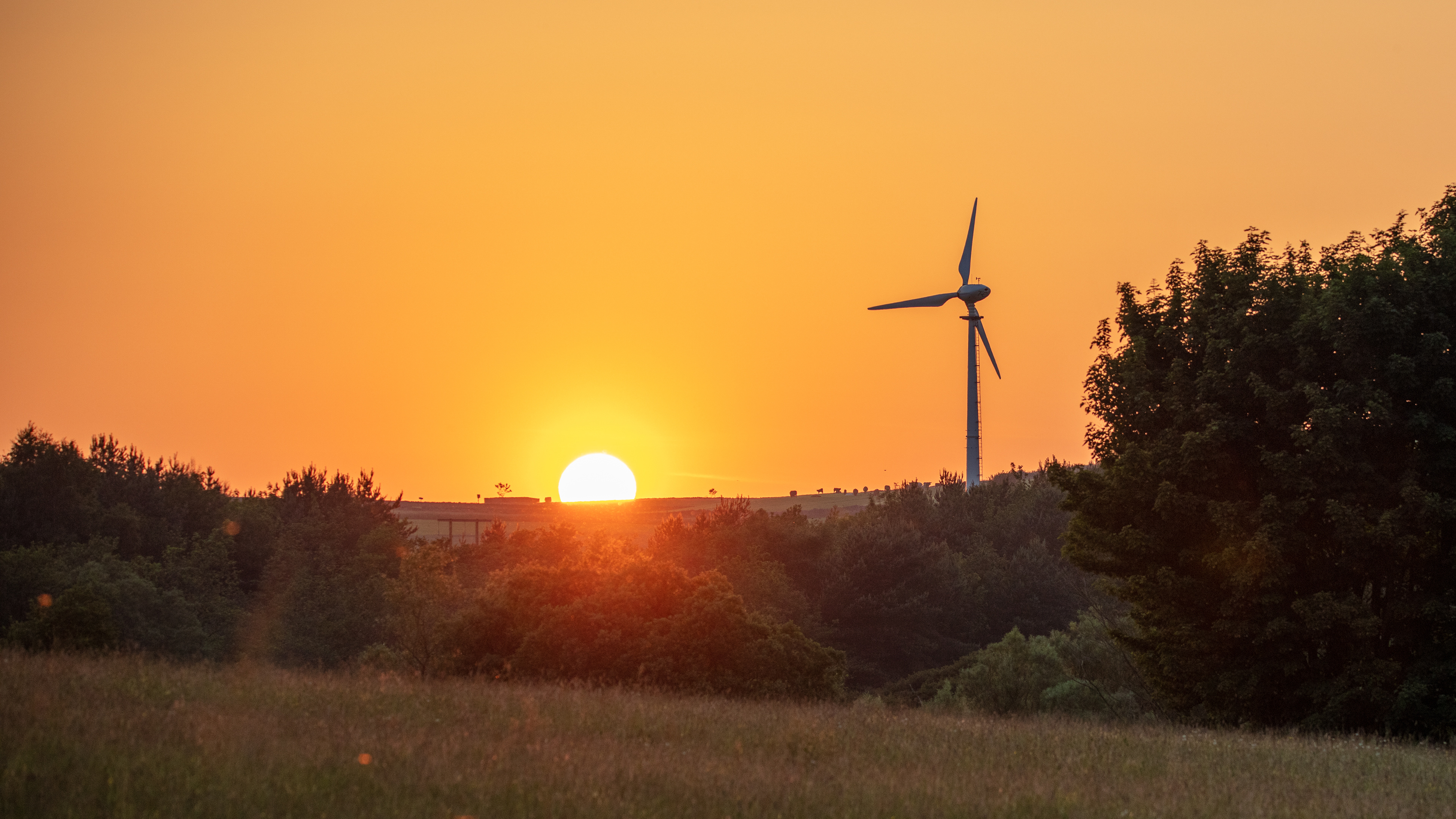 Joan Royd Lane, Cubley