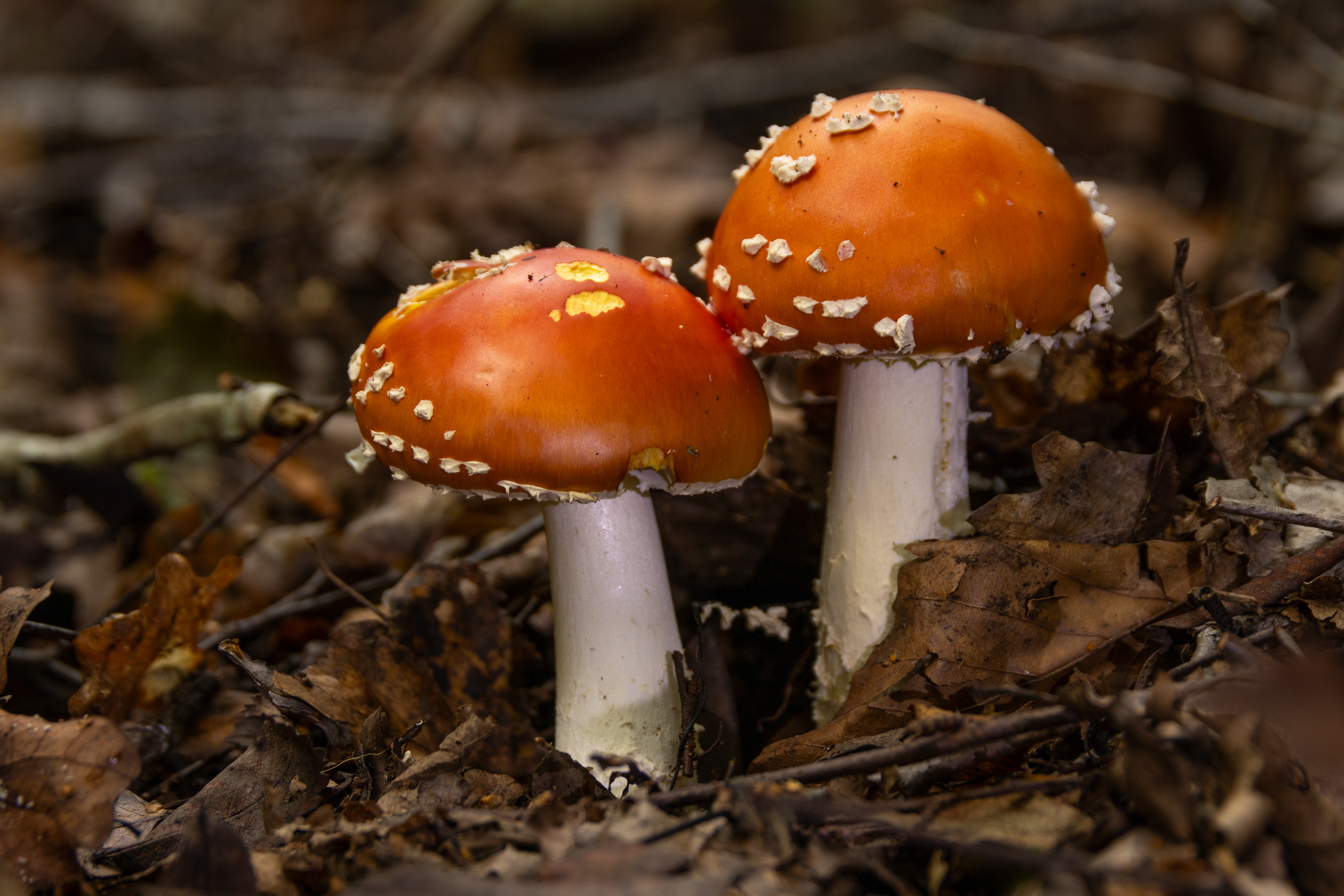 Fly Agaric