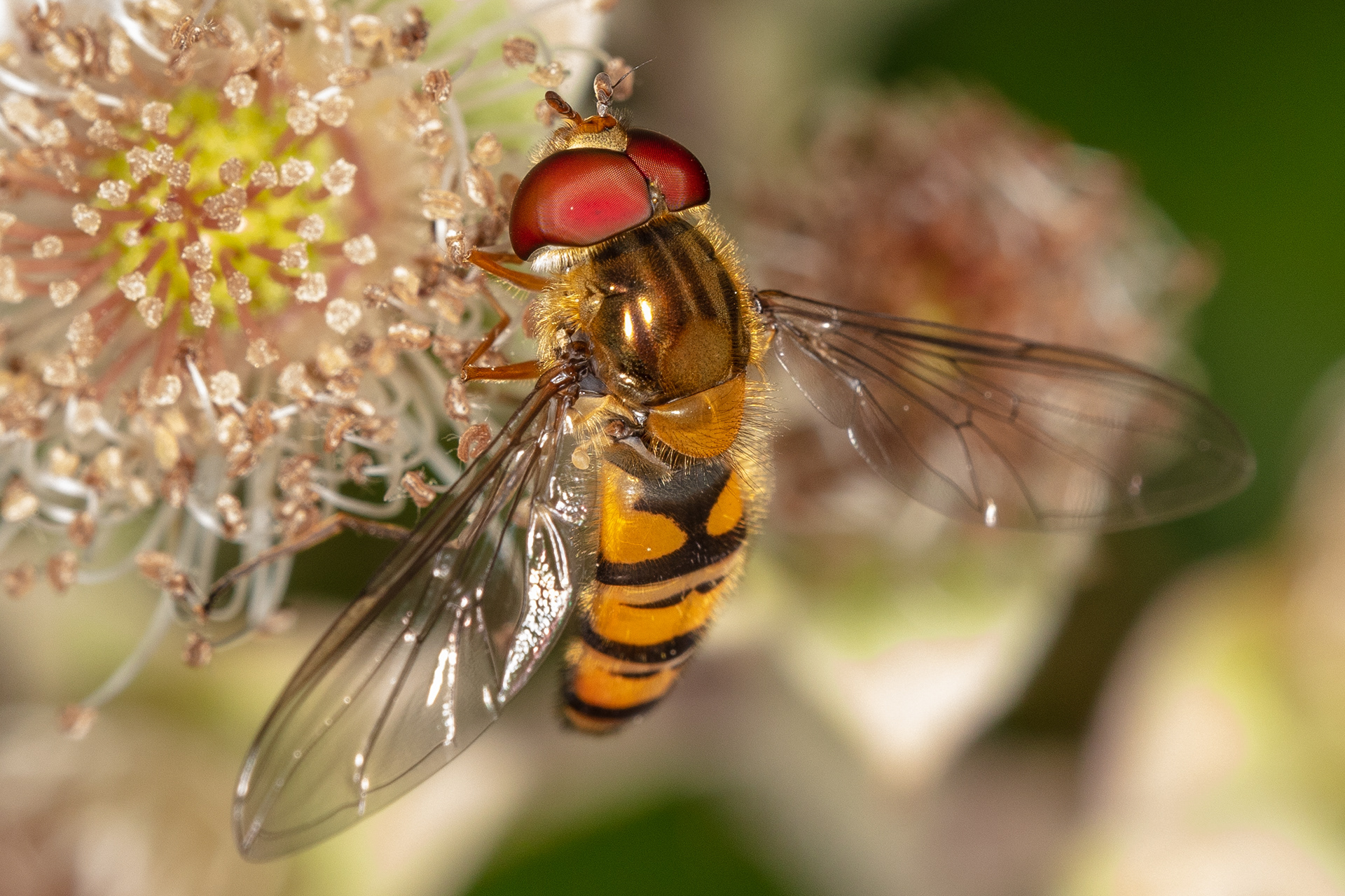 Hoverfly
