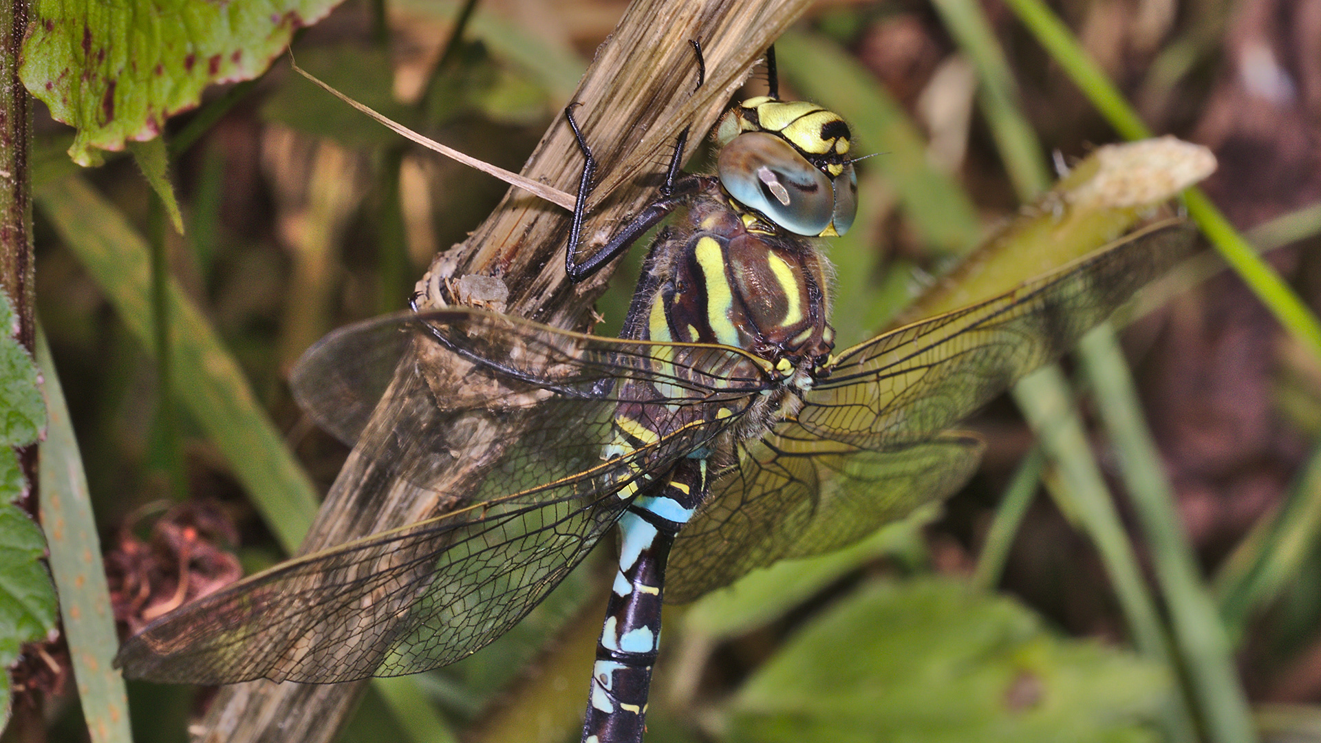 Common Hawker