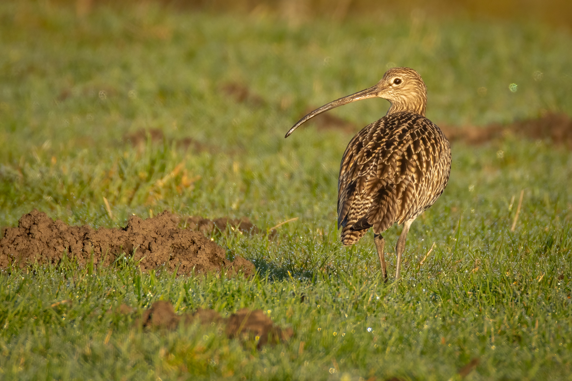 Curlew