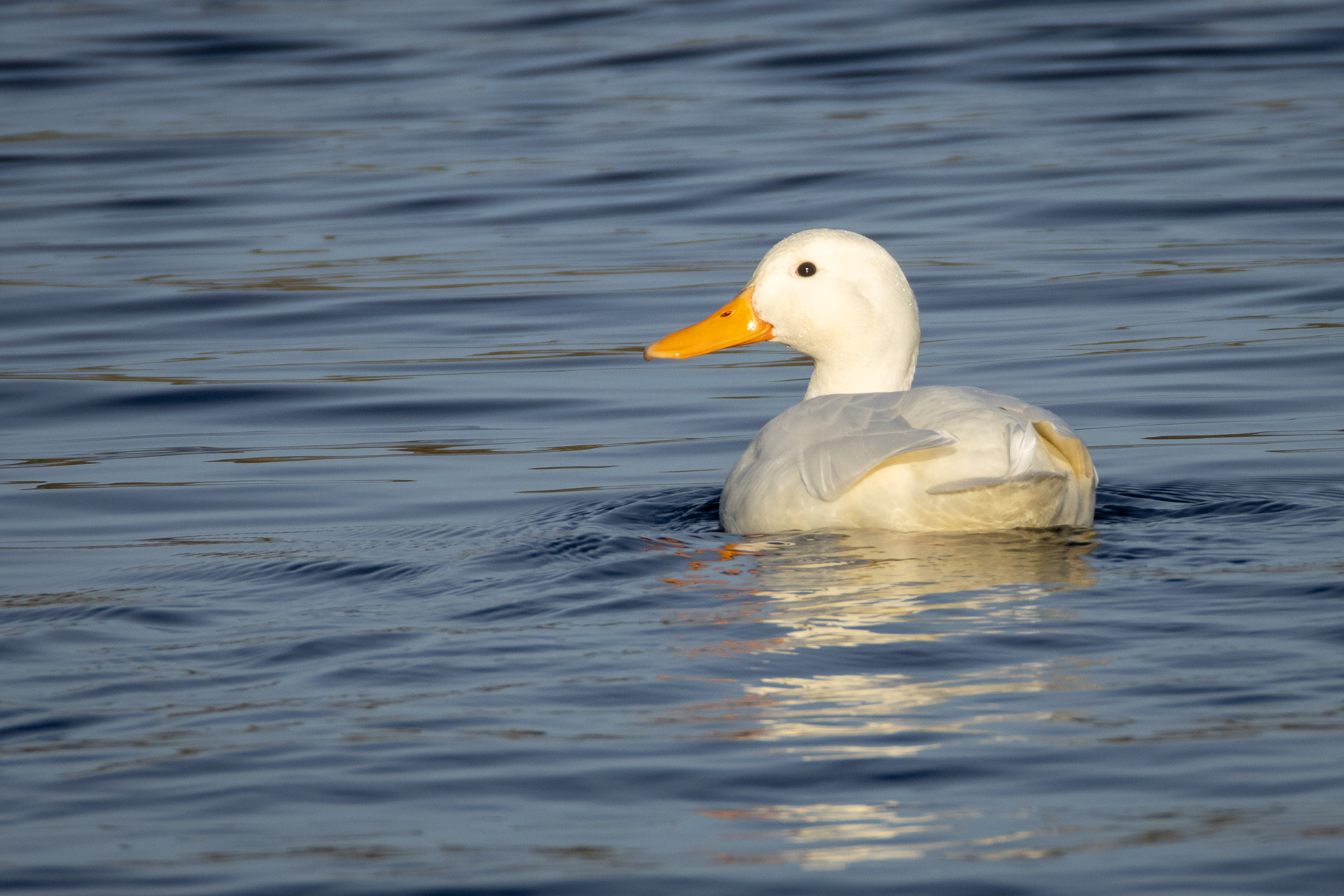 Duck (white) ;-)