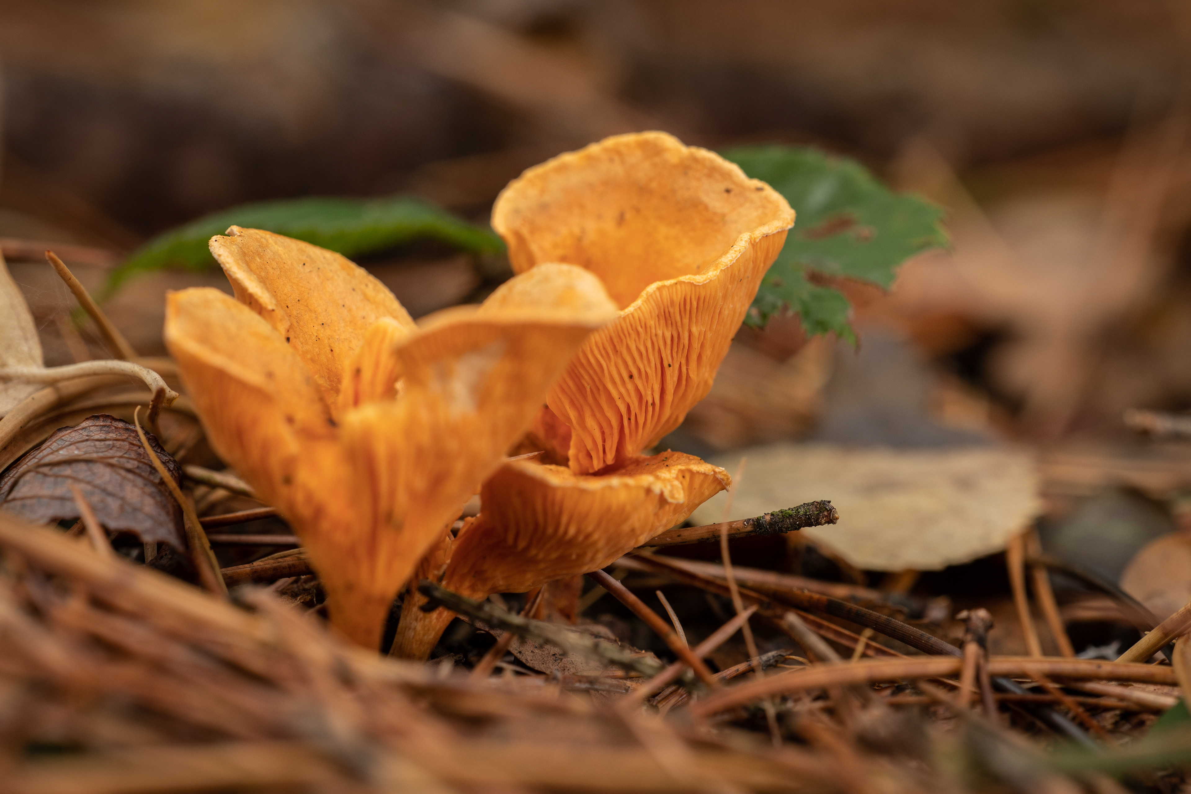Chanterelle