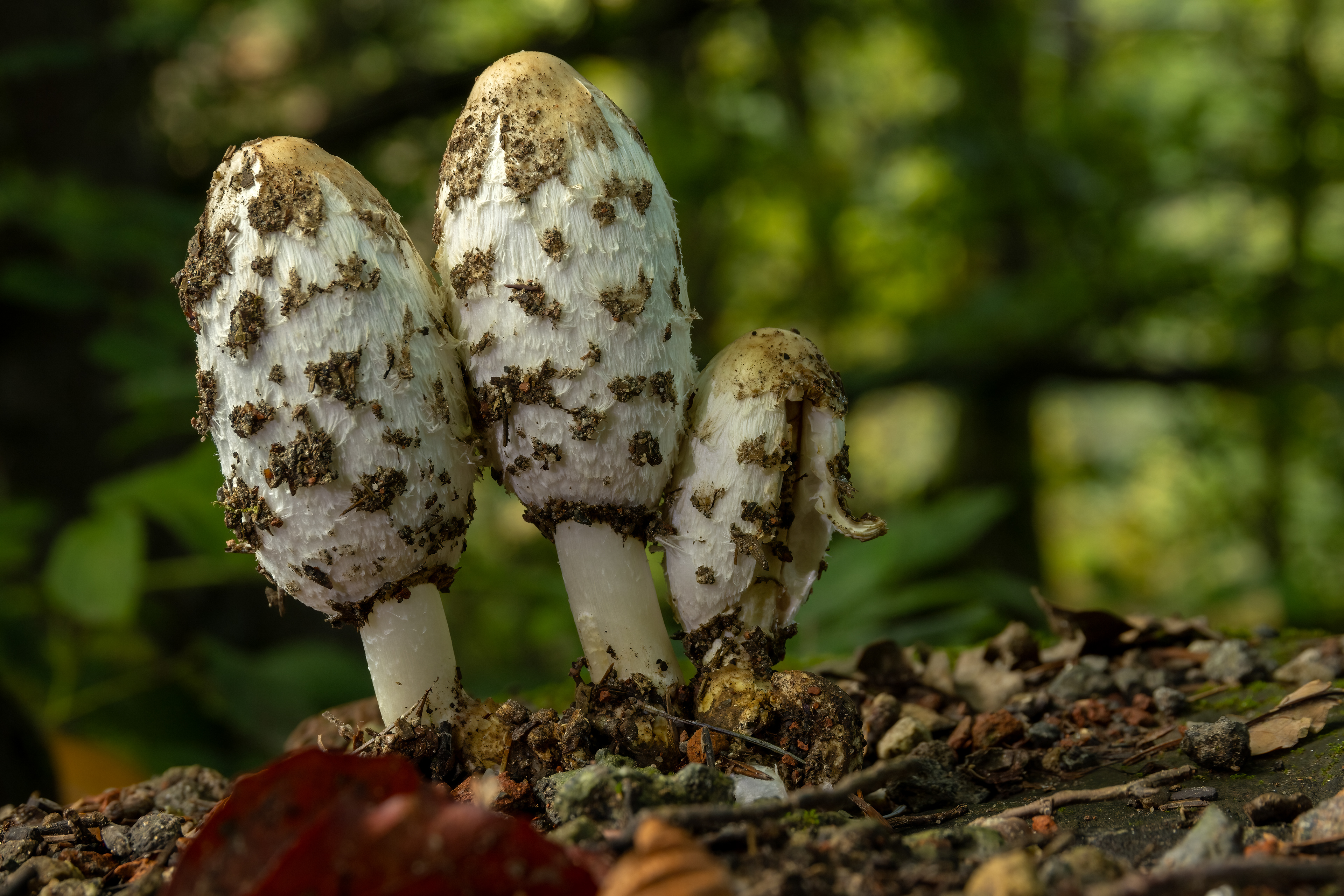 Shaggy Mane