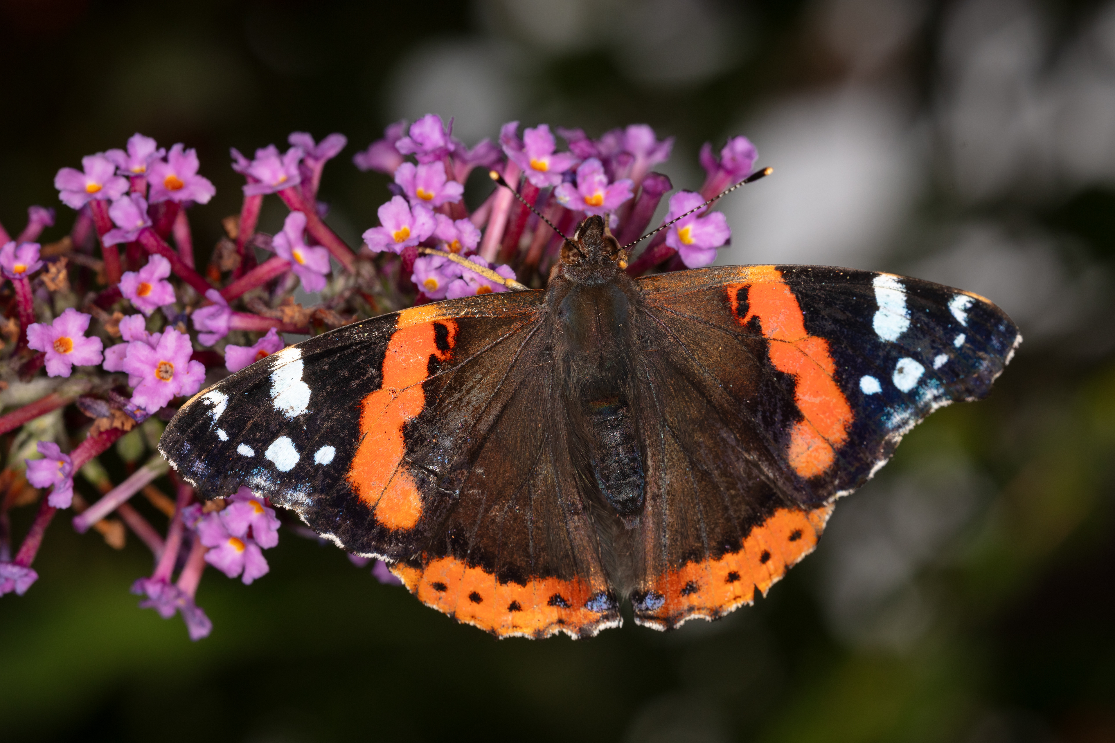 Red Admiral Butterfly