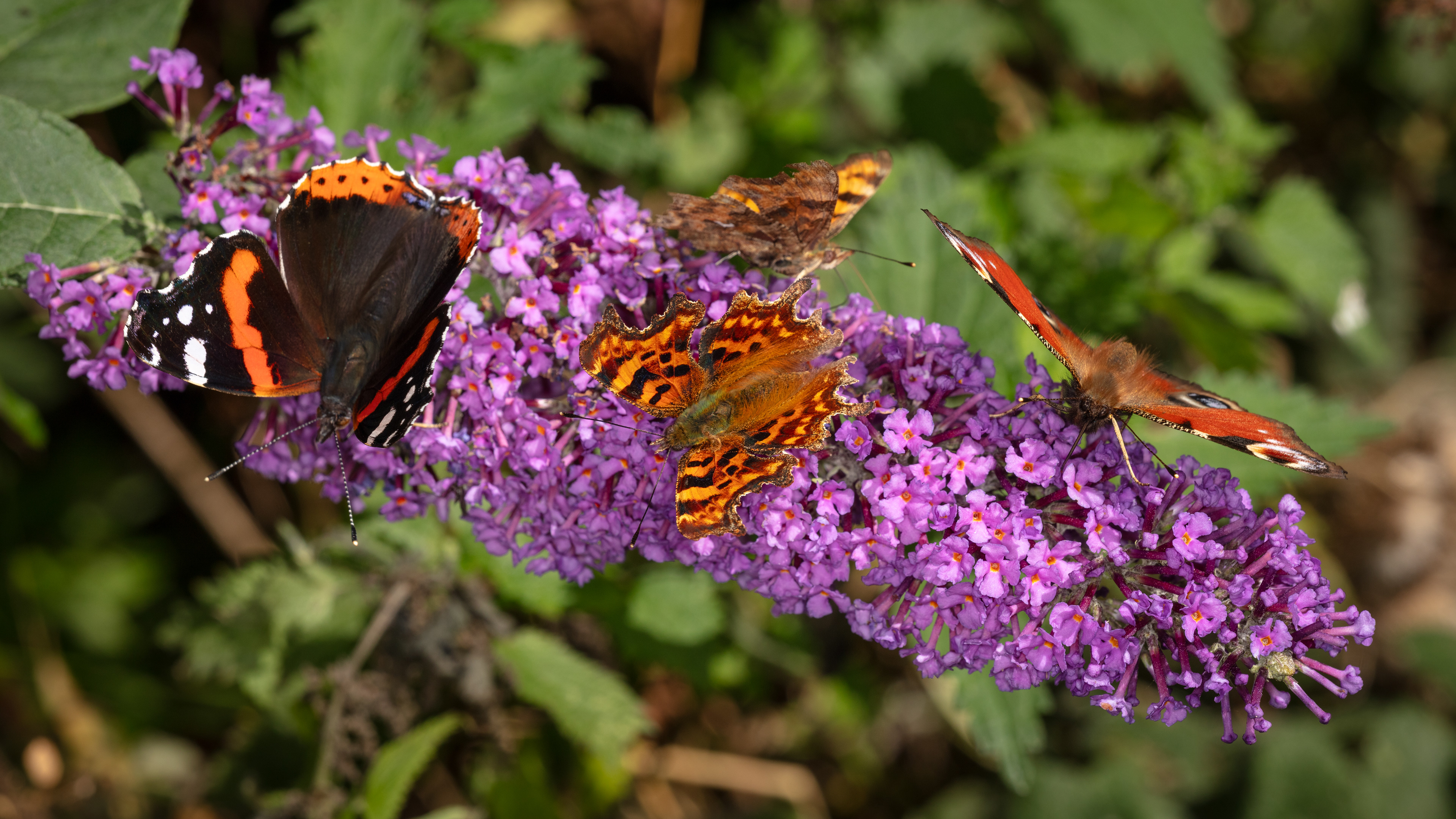 Red Admiral, Two Commas and a Peacock Butterfly