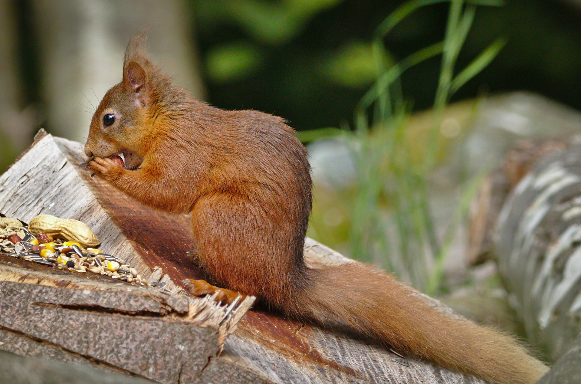 Red Squirrel 