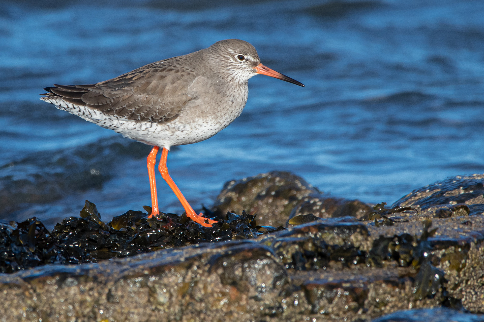 Redshank
