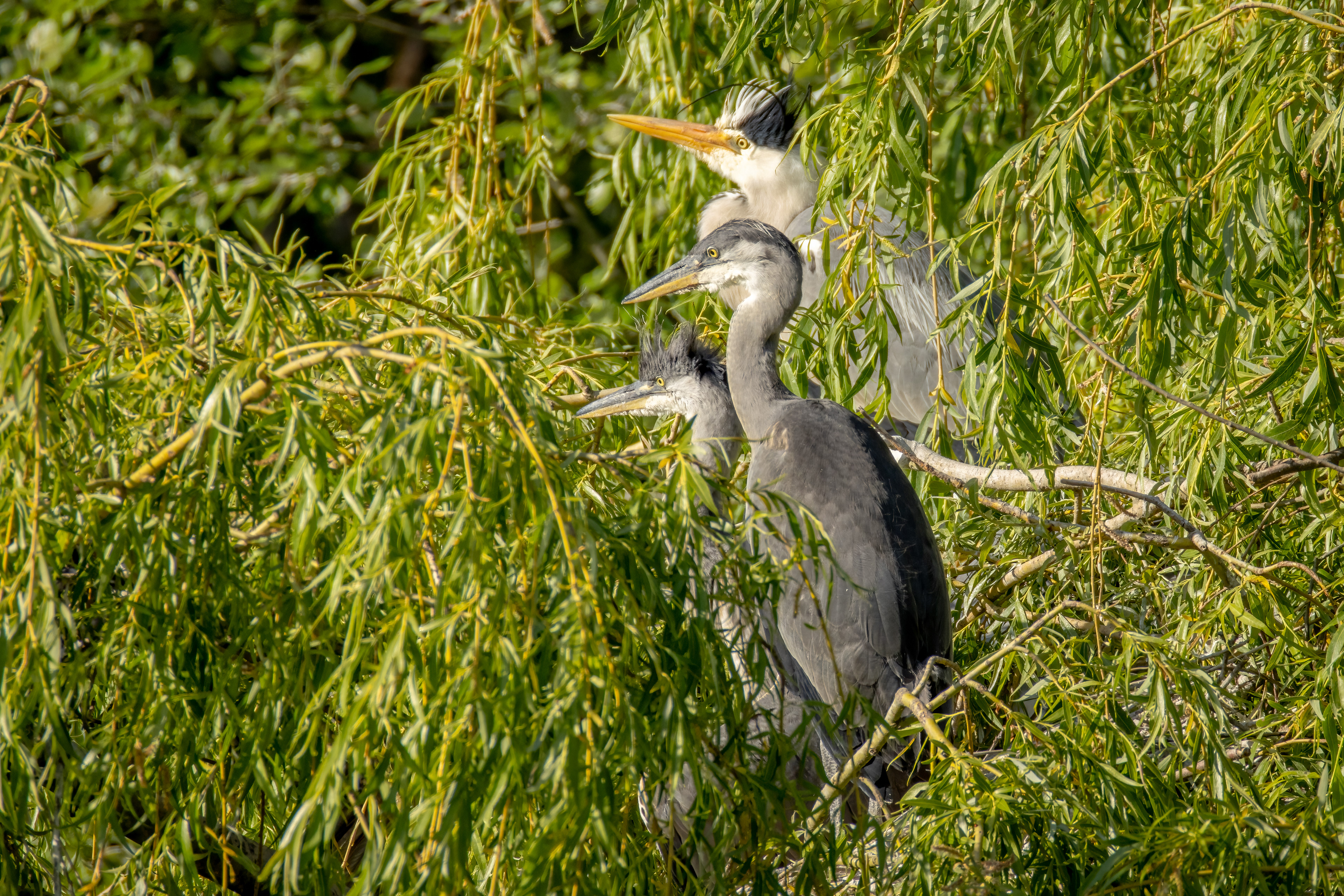 Herons (juveniles)
