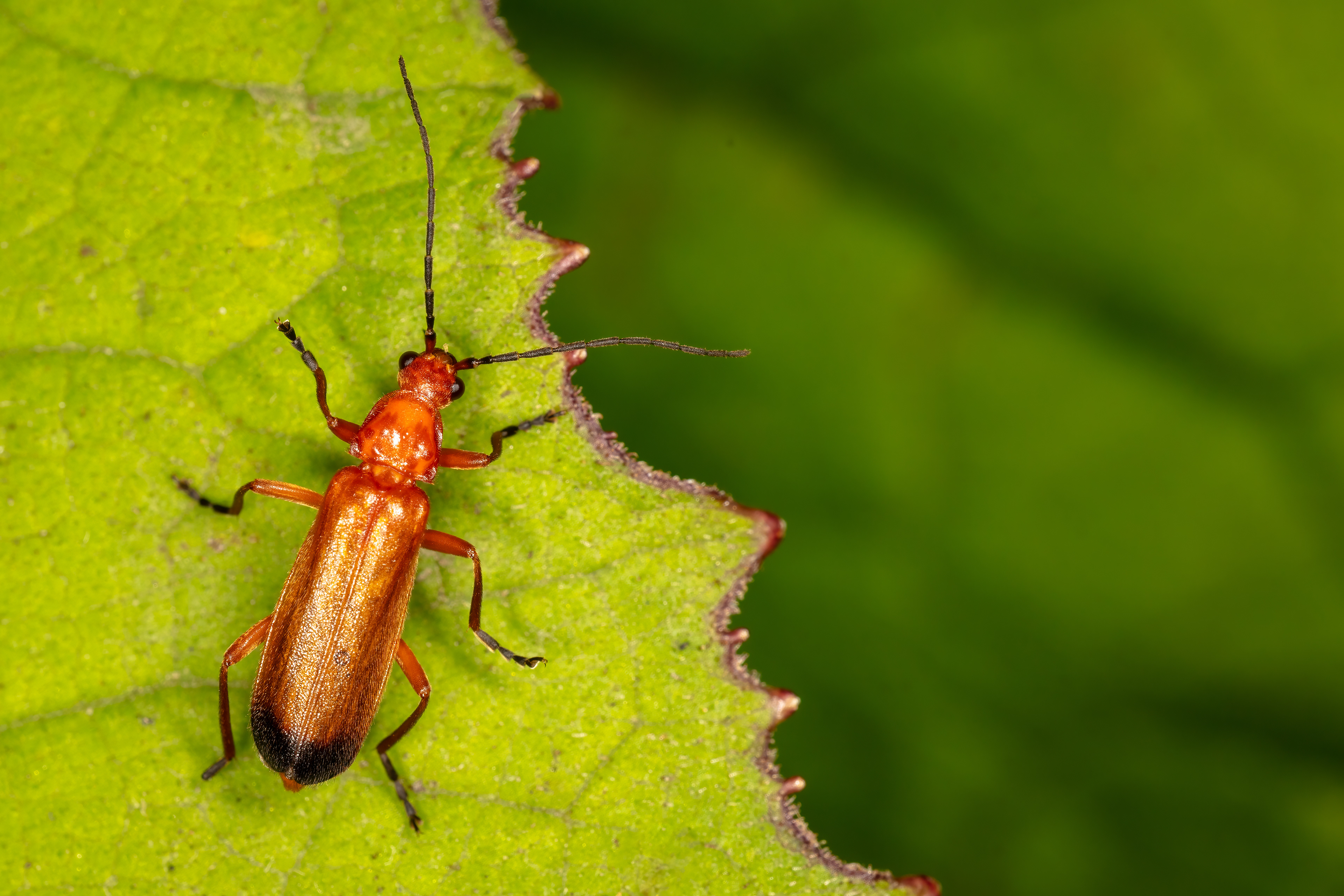 Soldier Beetle