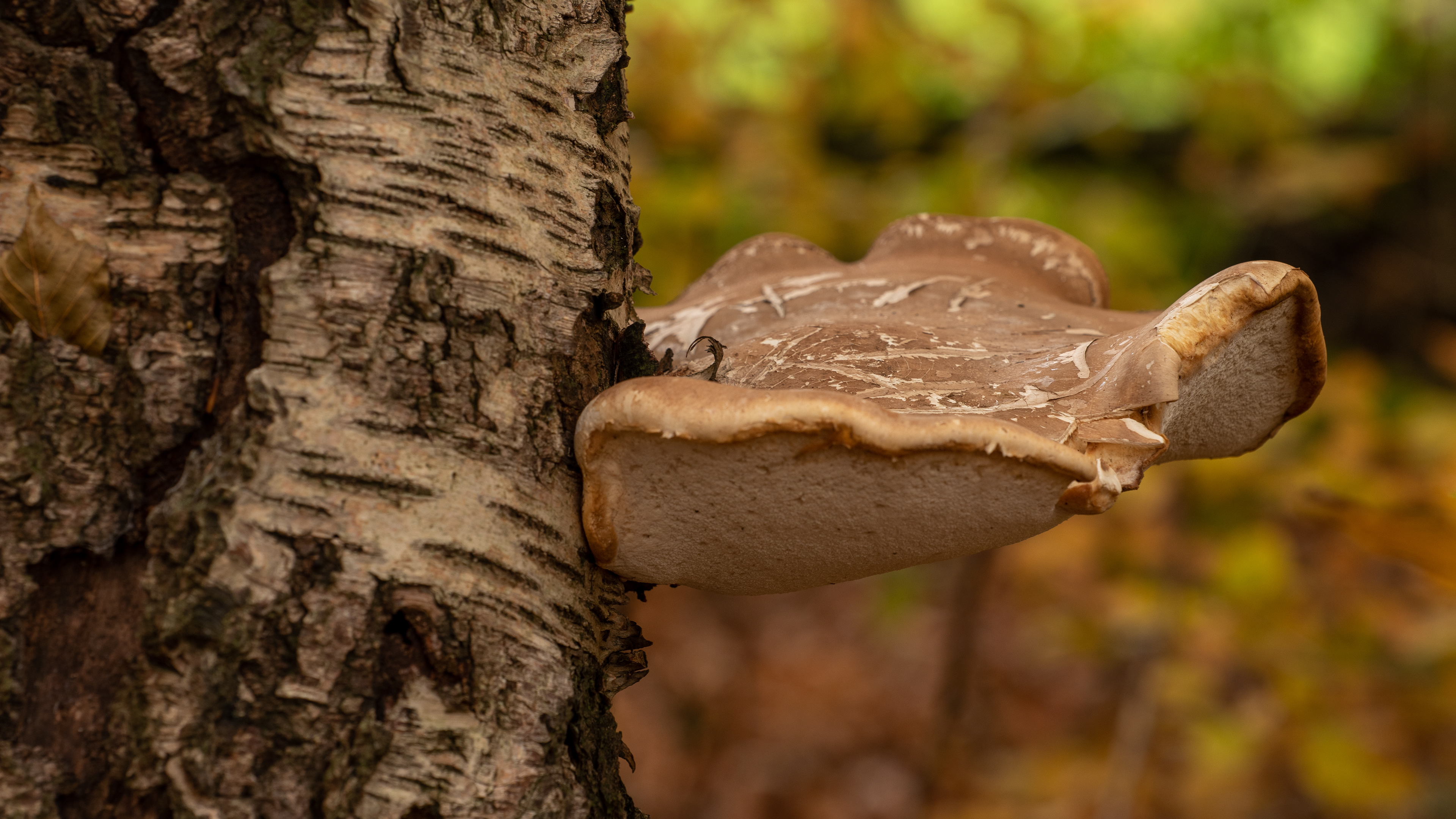Birch Polypore