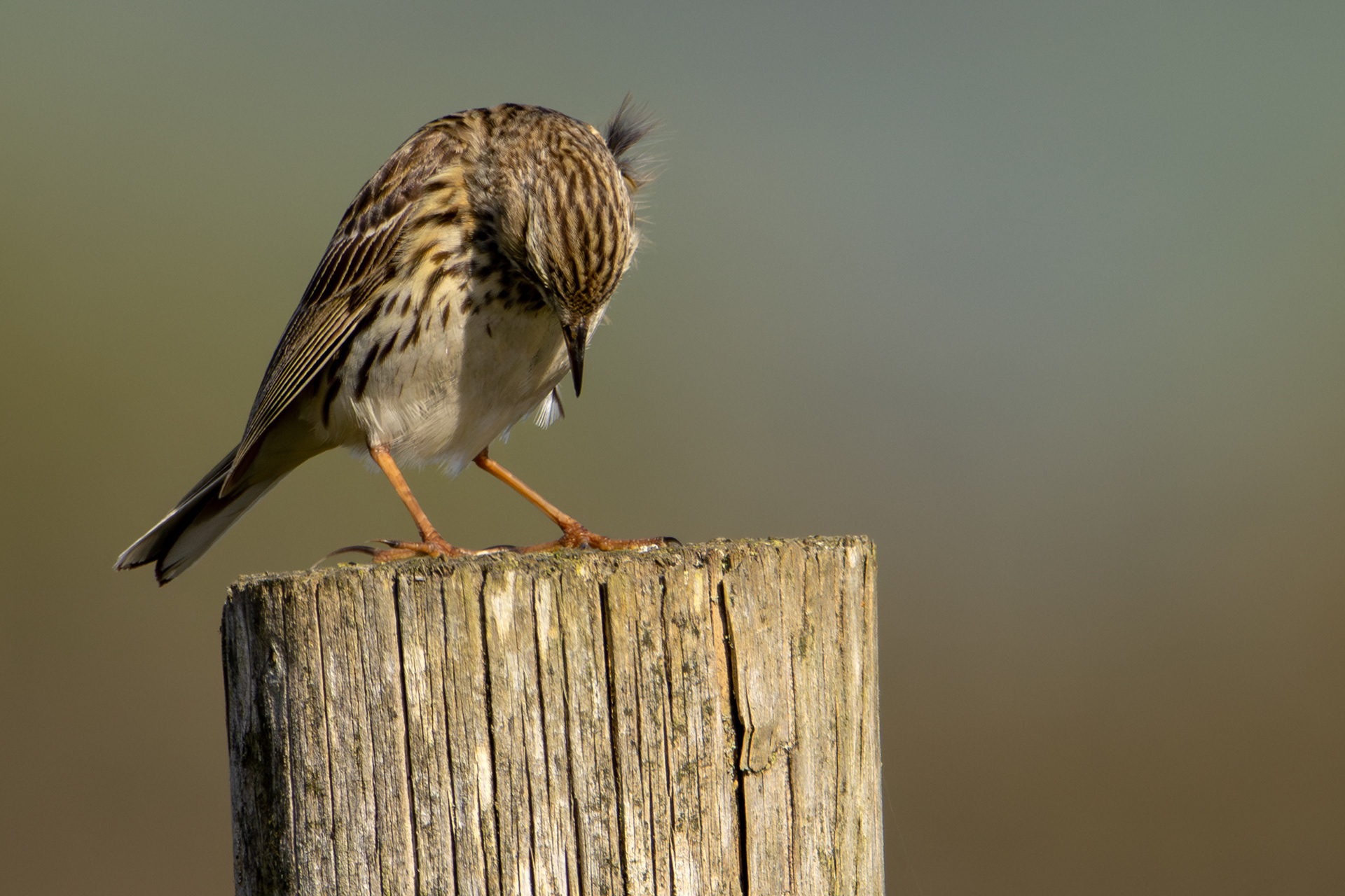 Meadow Pipit
