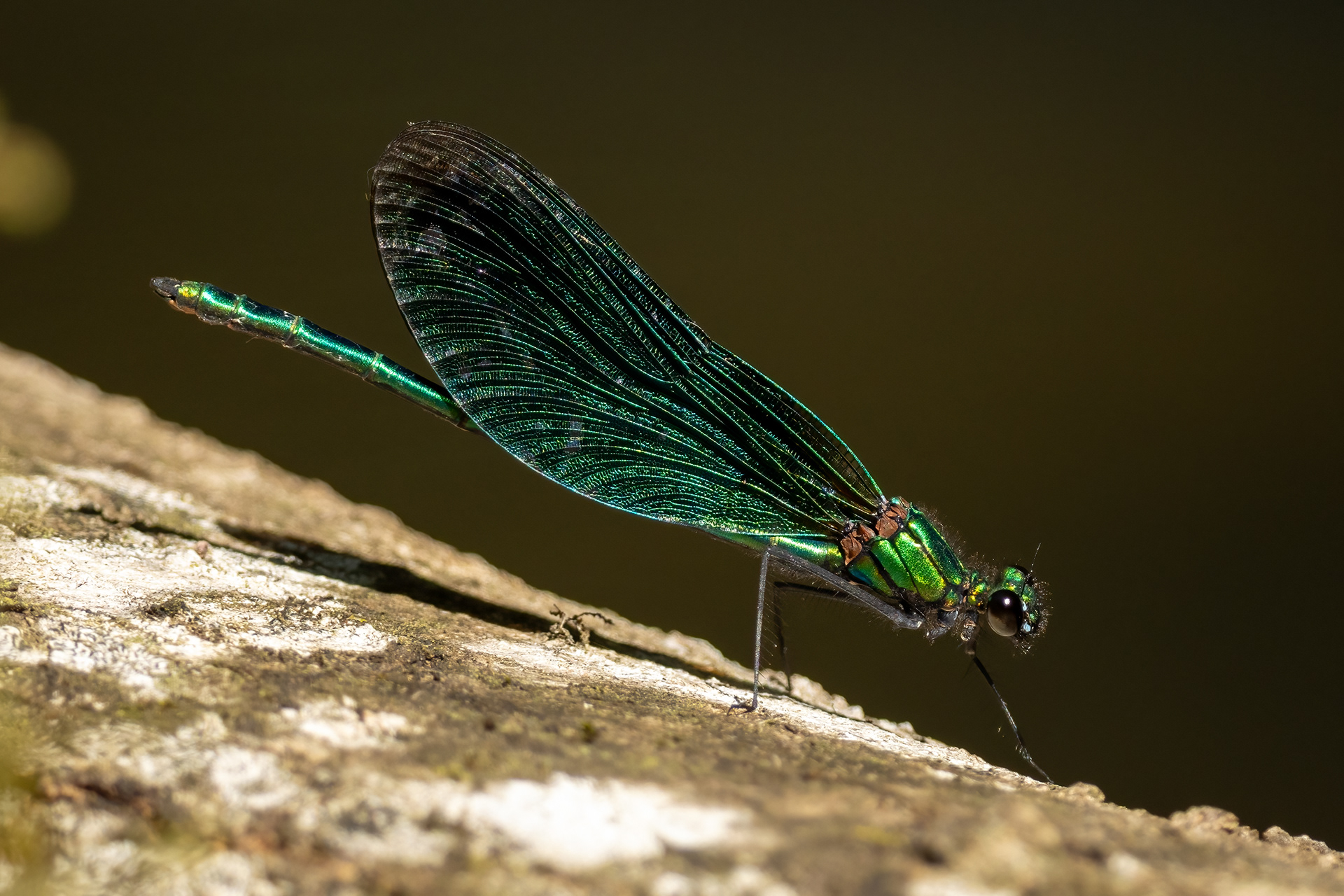 beautiful demoiselle