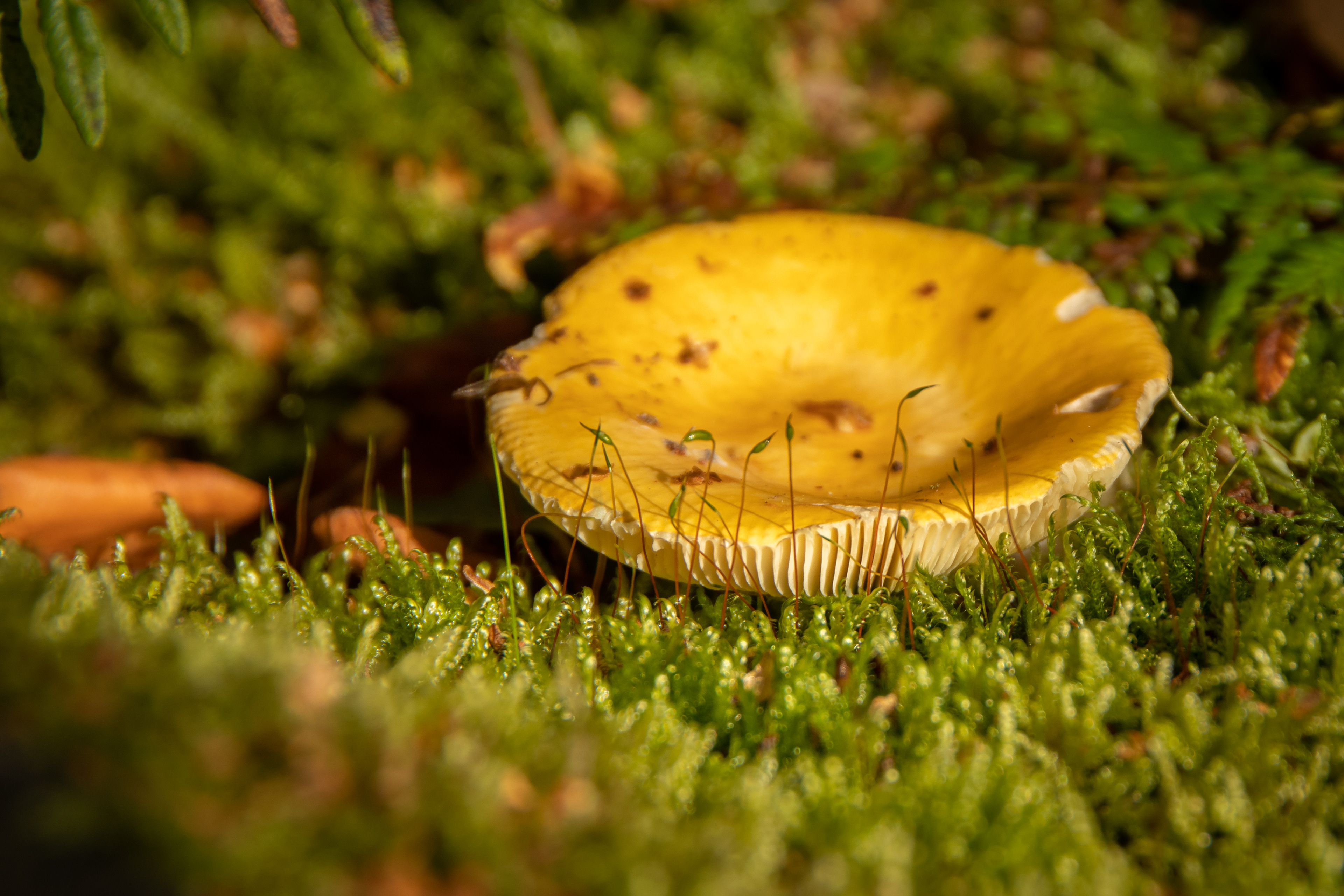 Yellow Brittlegill