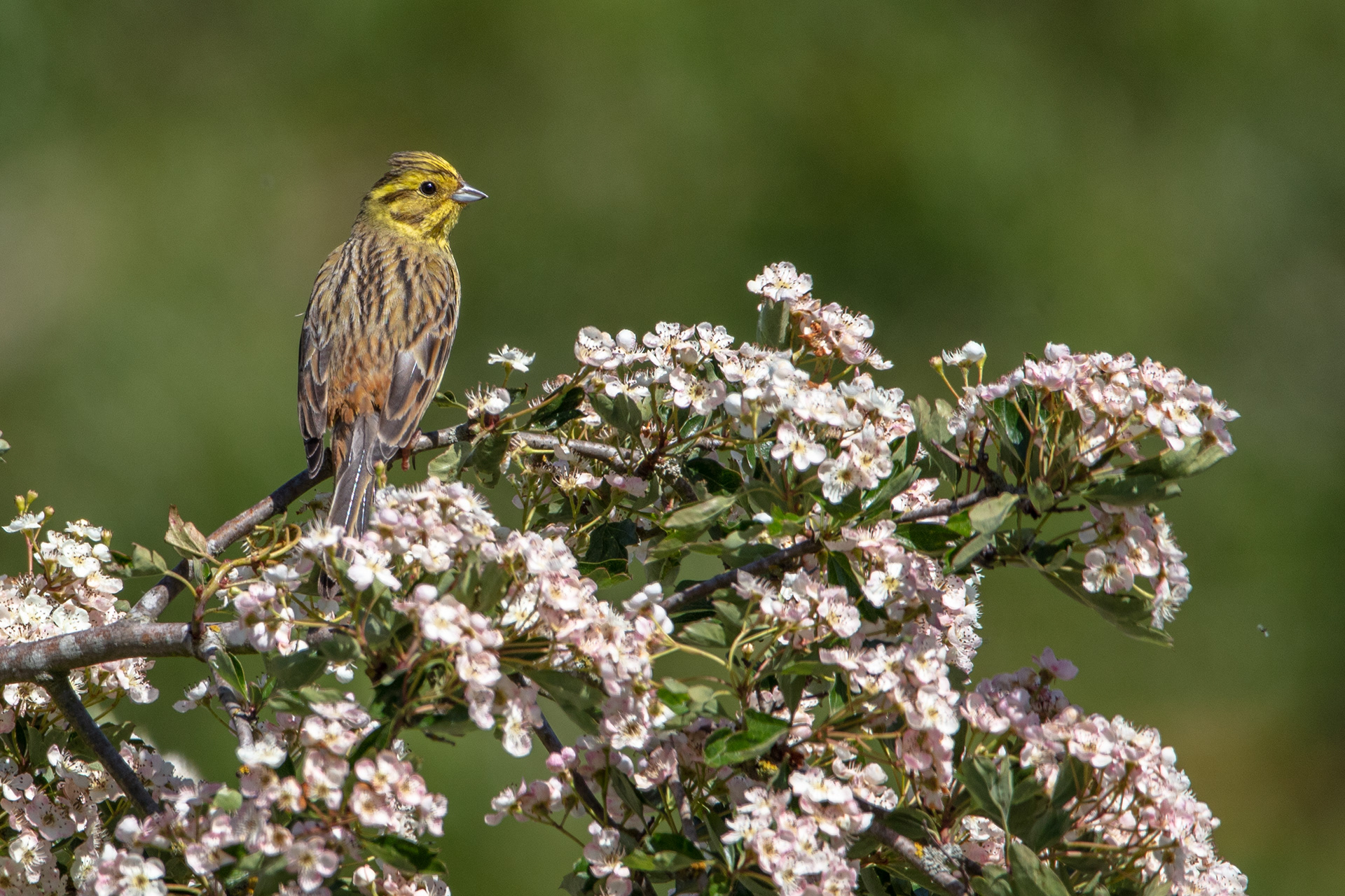 Yellowhammer