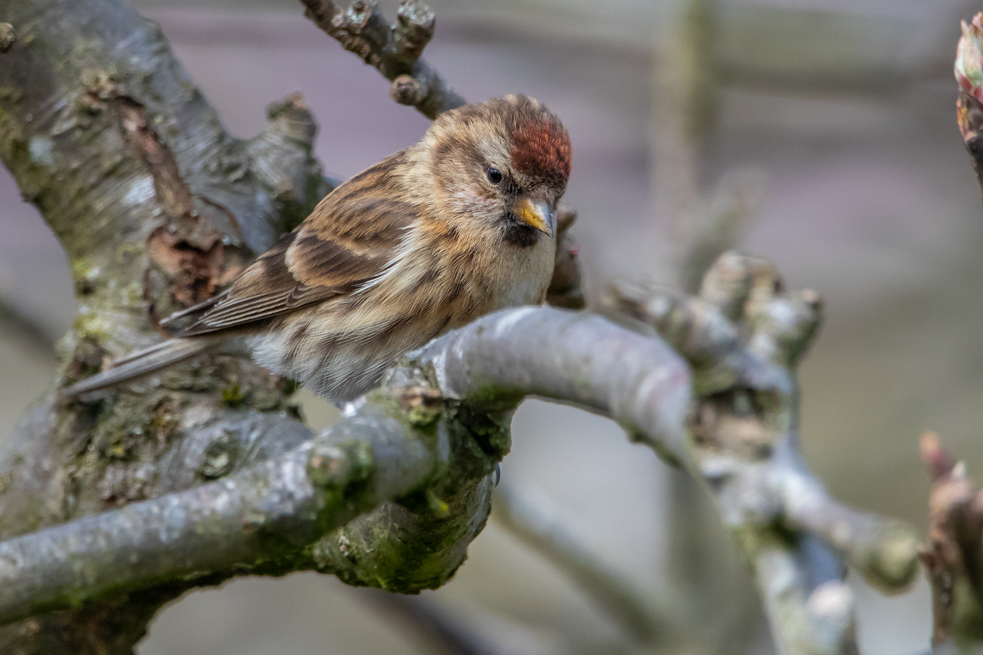 Redpoll
