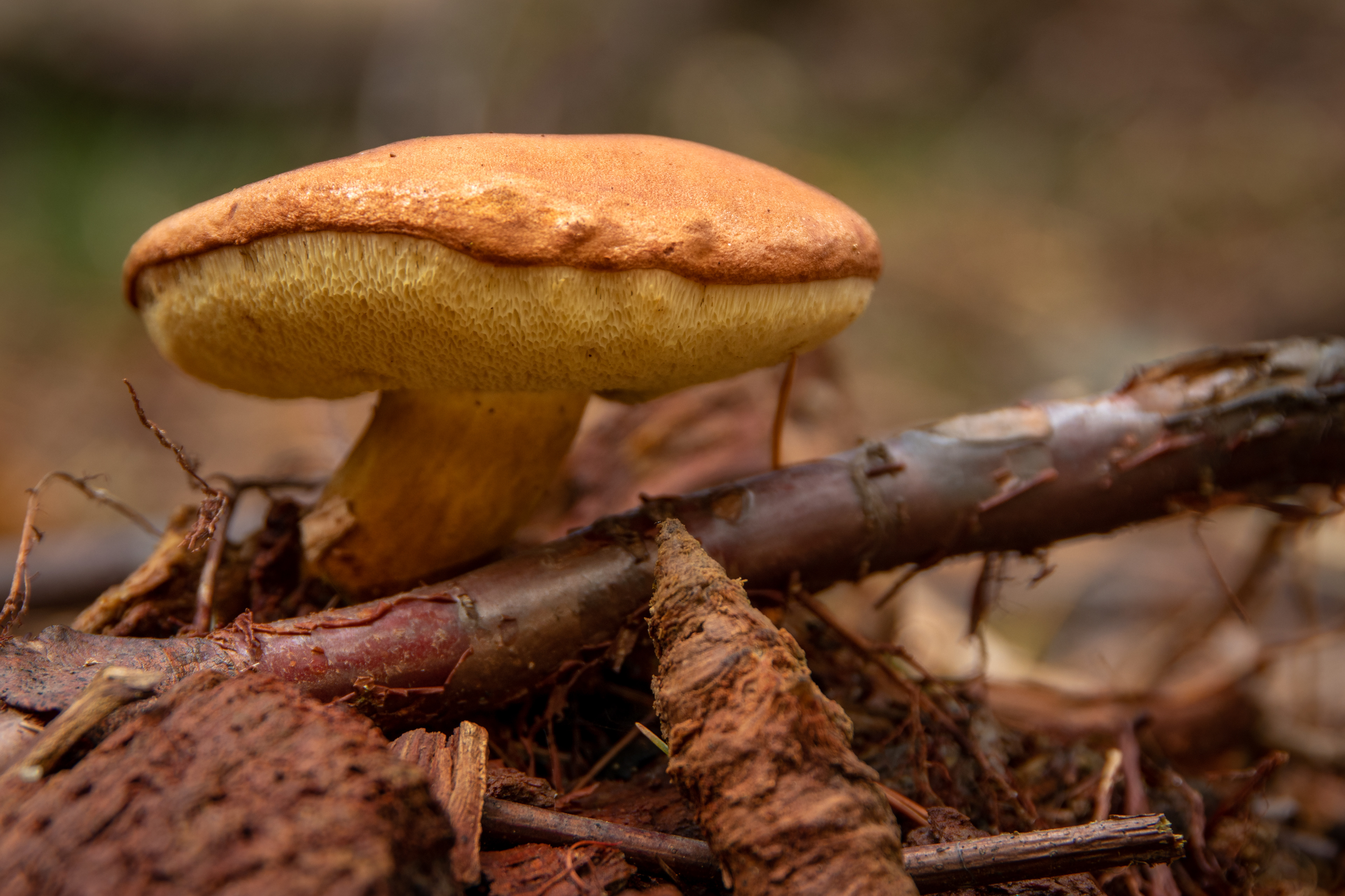Bay Bolete