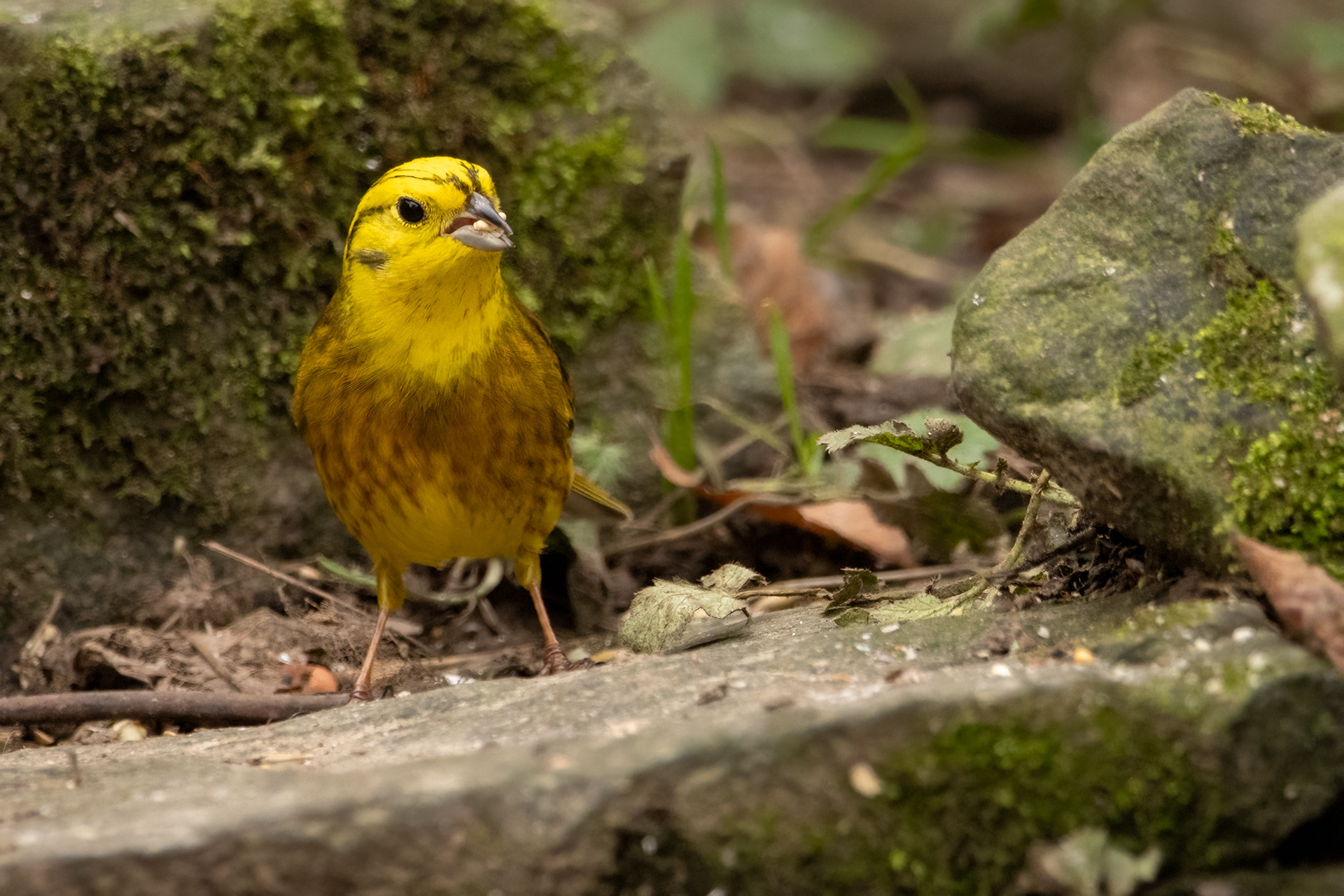 Yellowhammer (male)