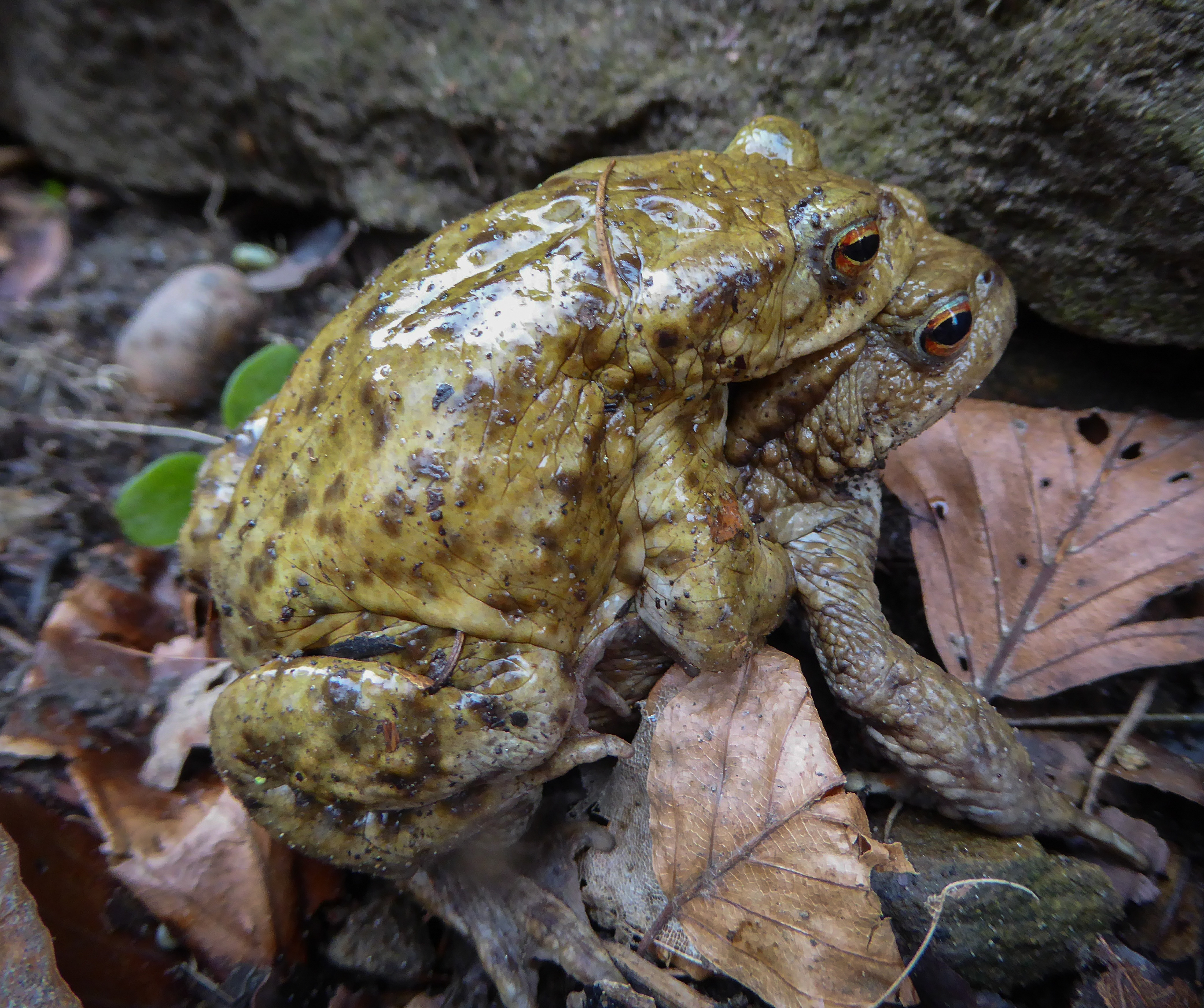 Common Toads
