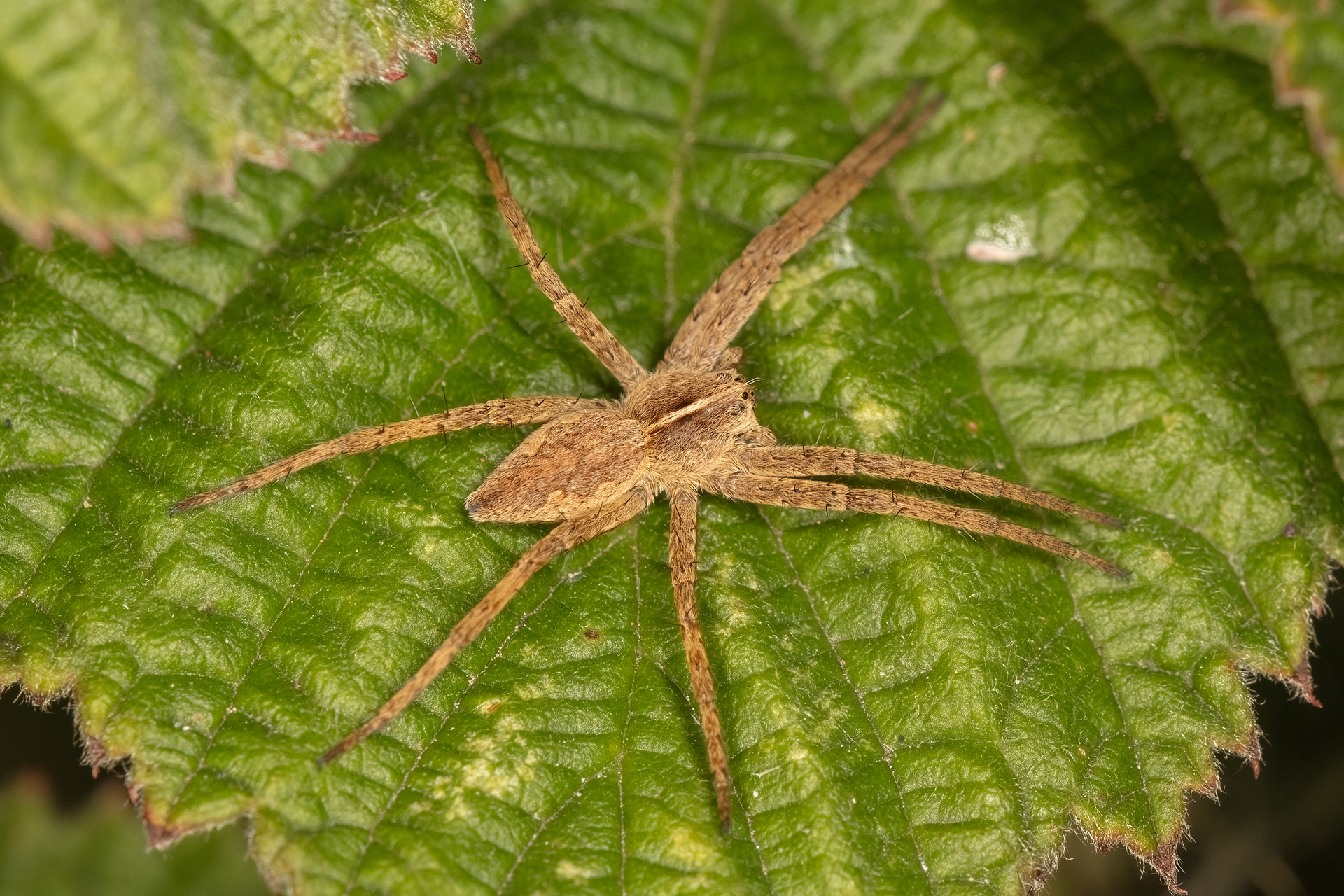 Nursery Web Spider