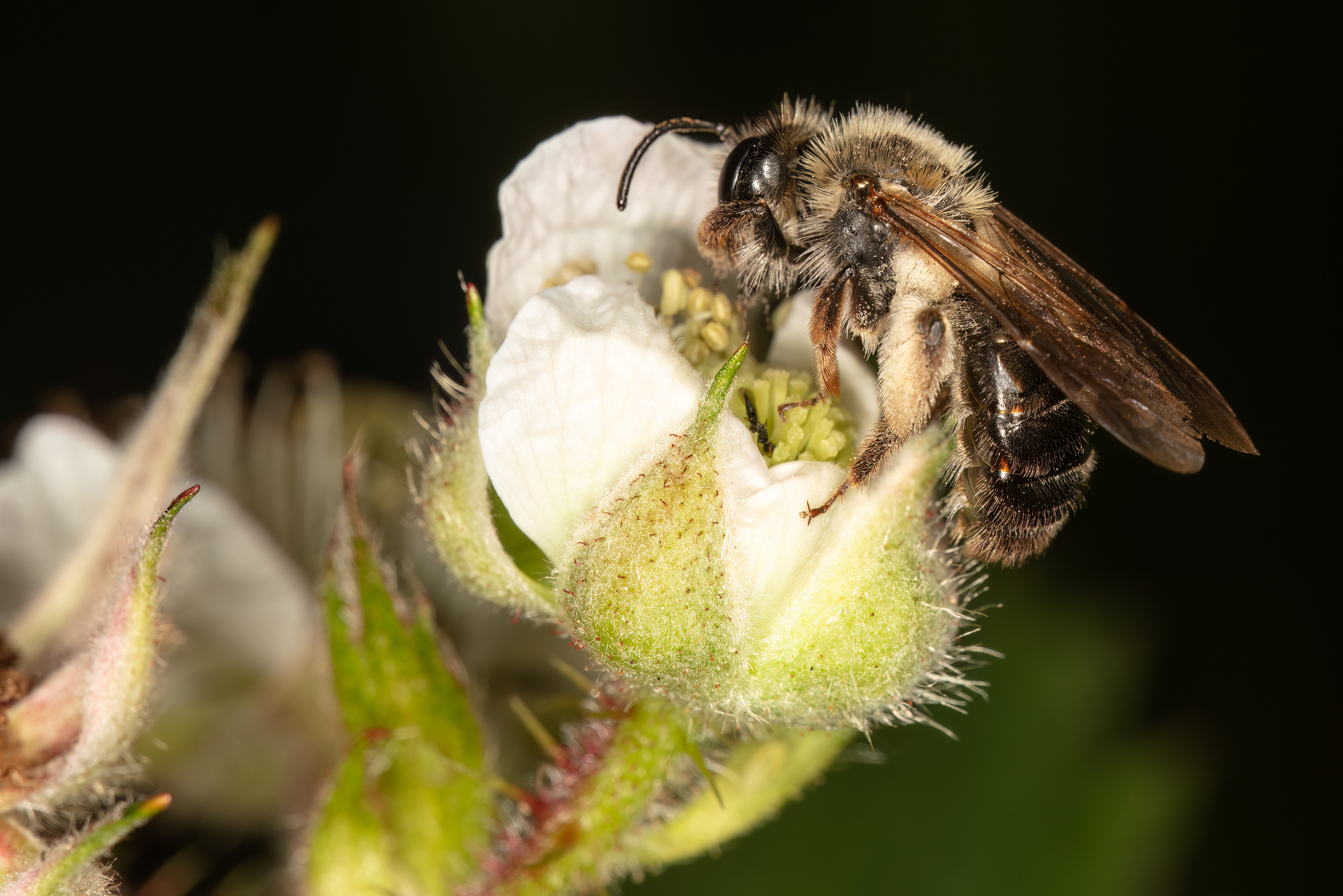 Mining Bee
