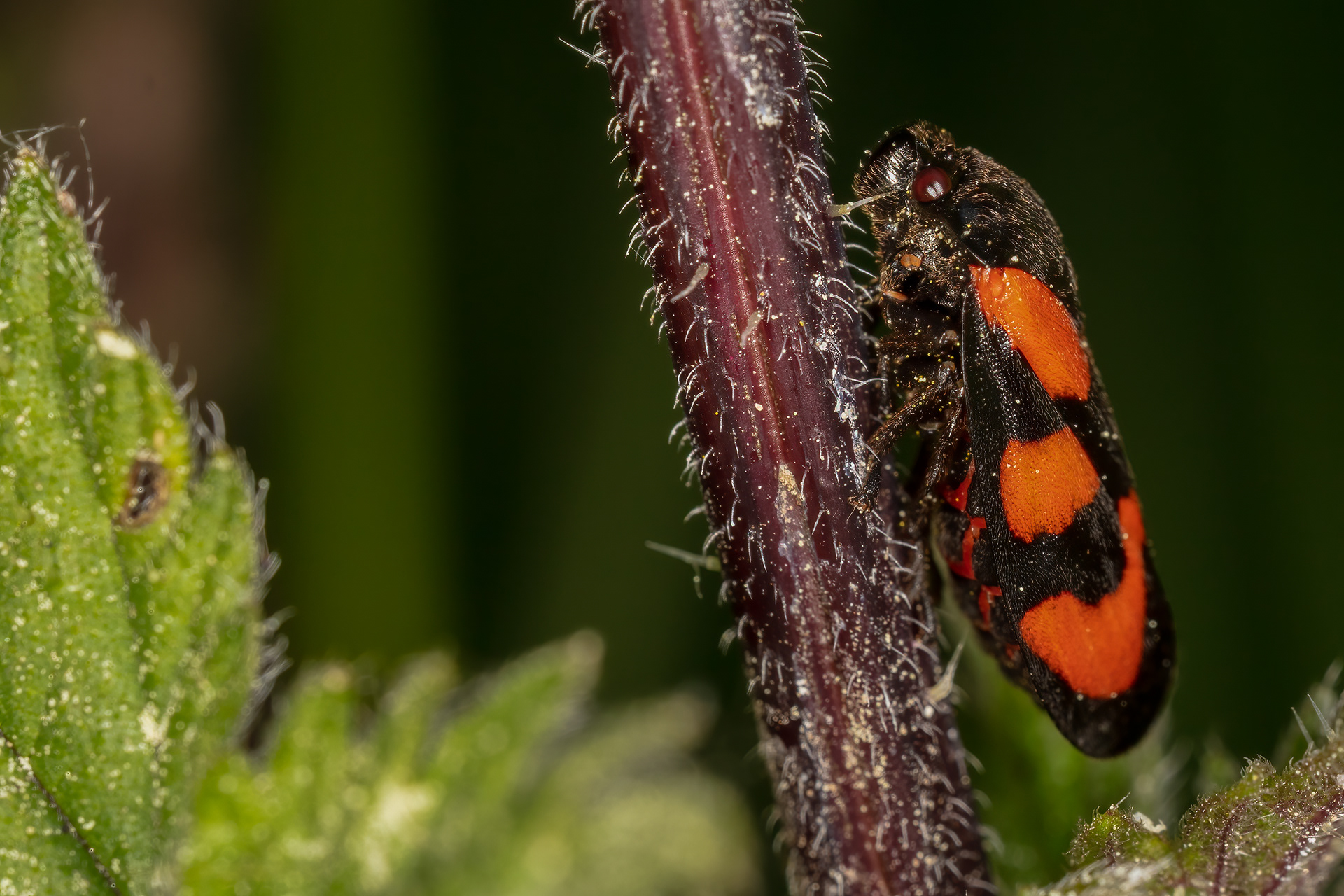 Red and Black Froghopper