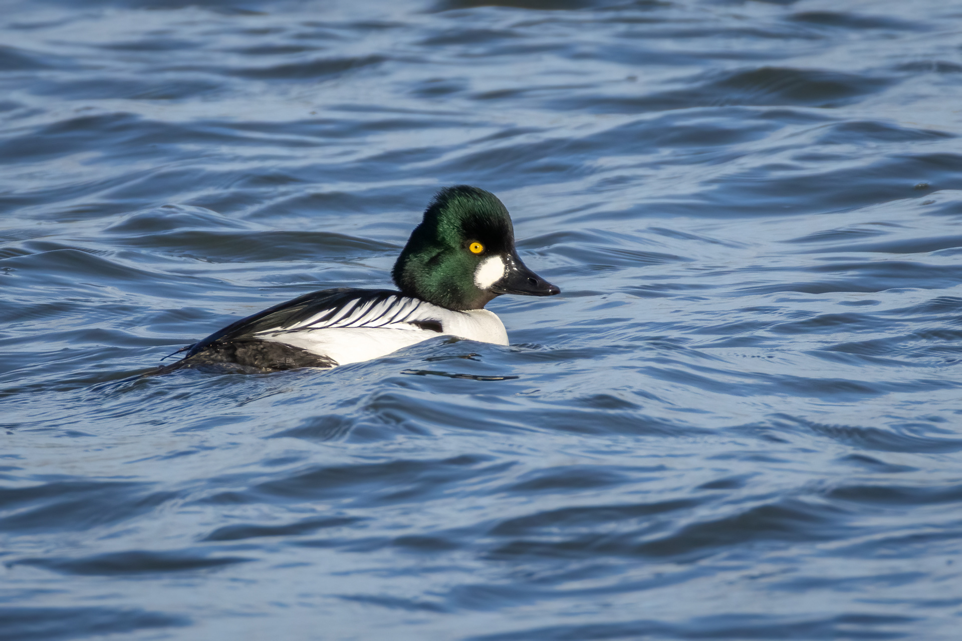 Goldeneye (male)