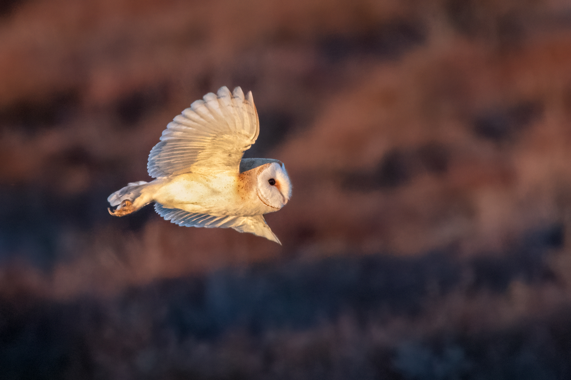 Barn Owl