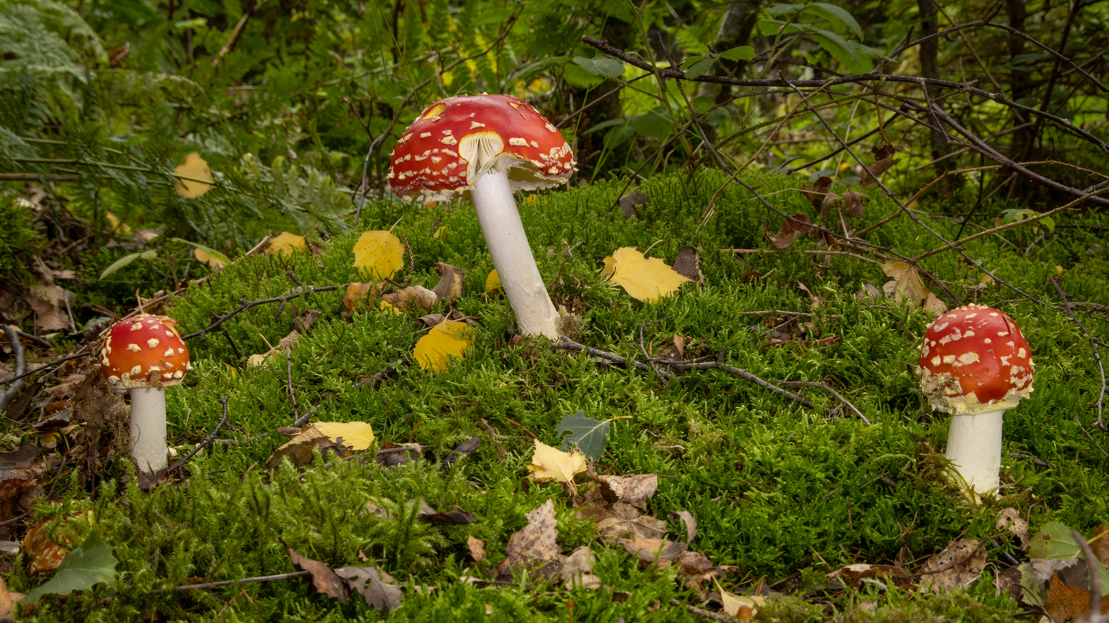 Fly Agaric