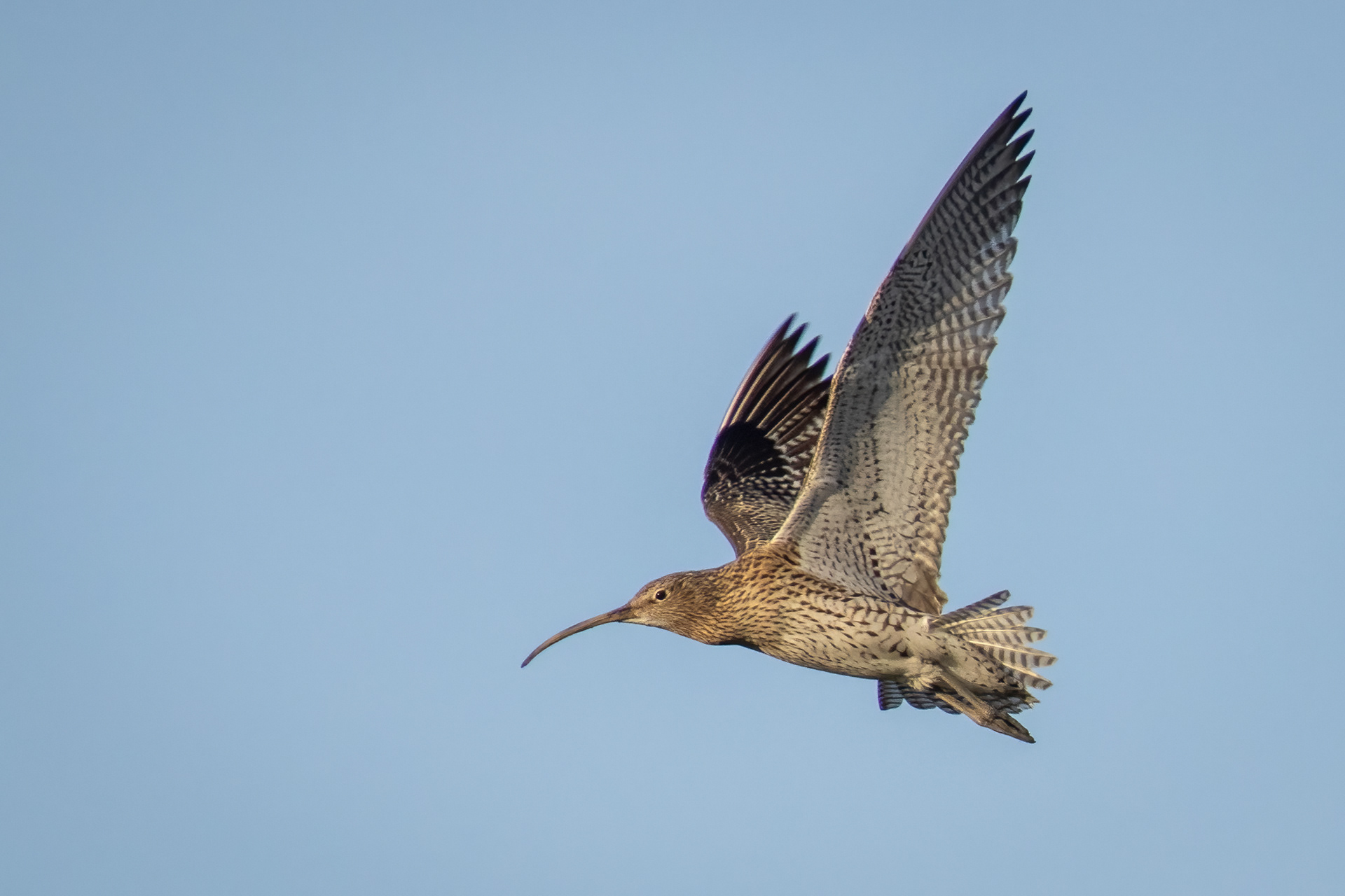 Curlew