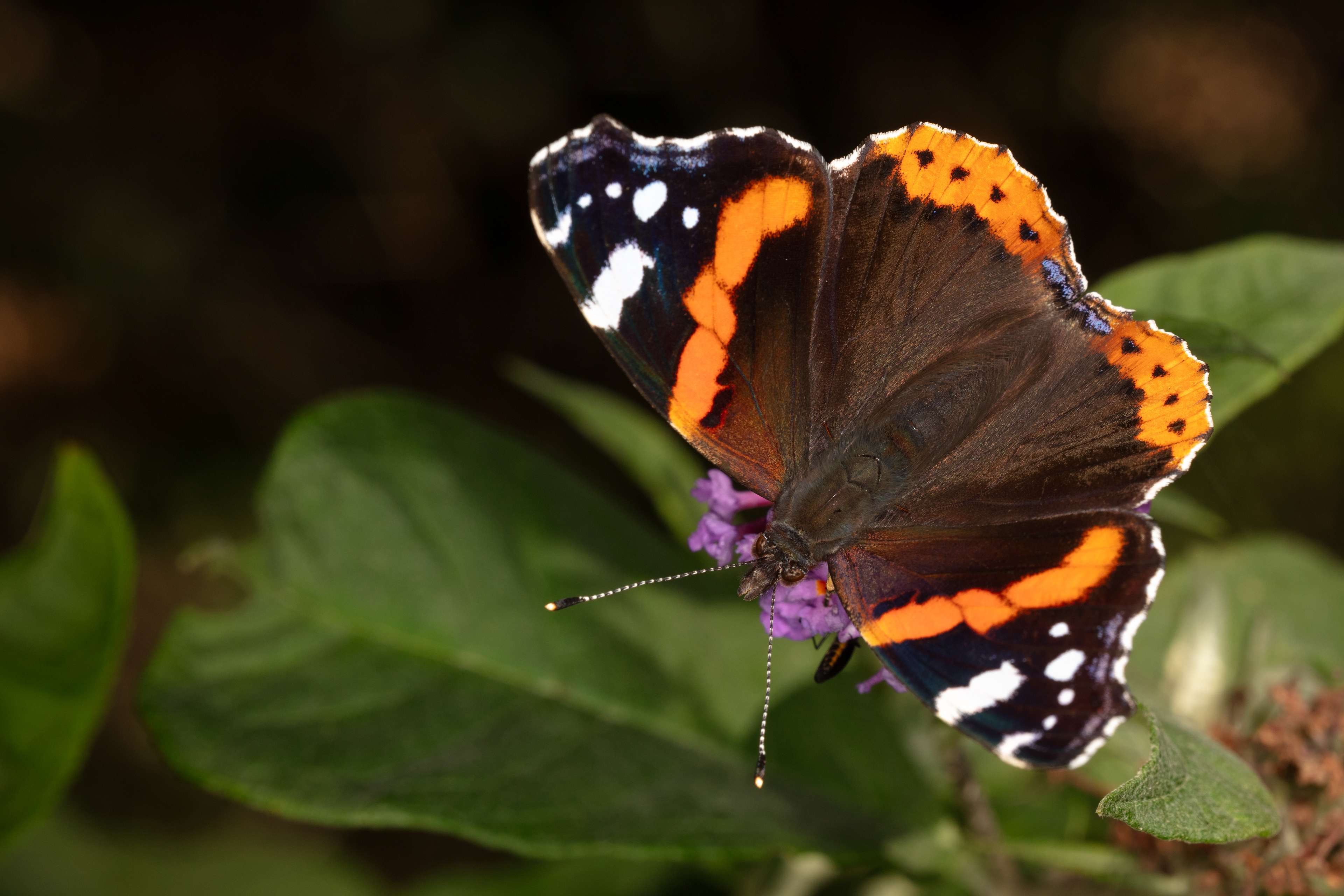 Red Admiral Butterfly
