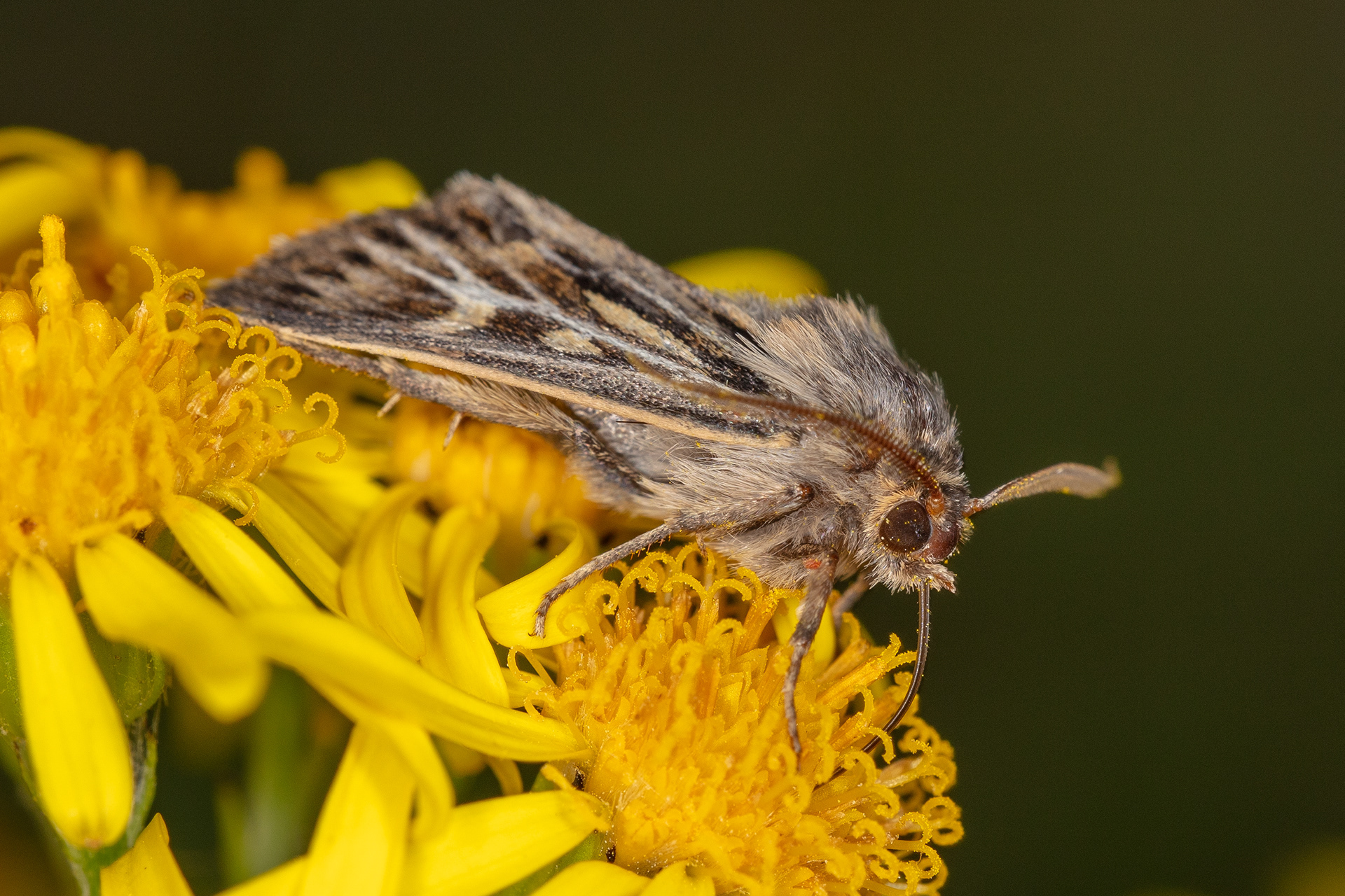 Antler Moth