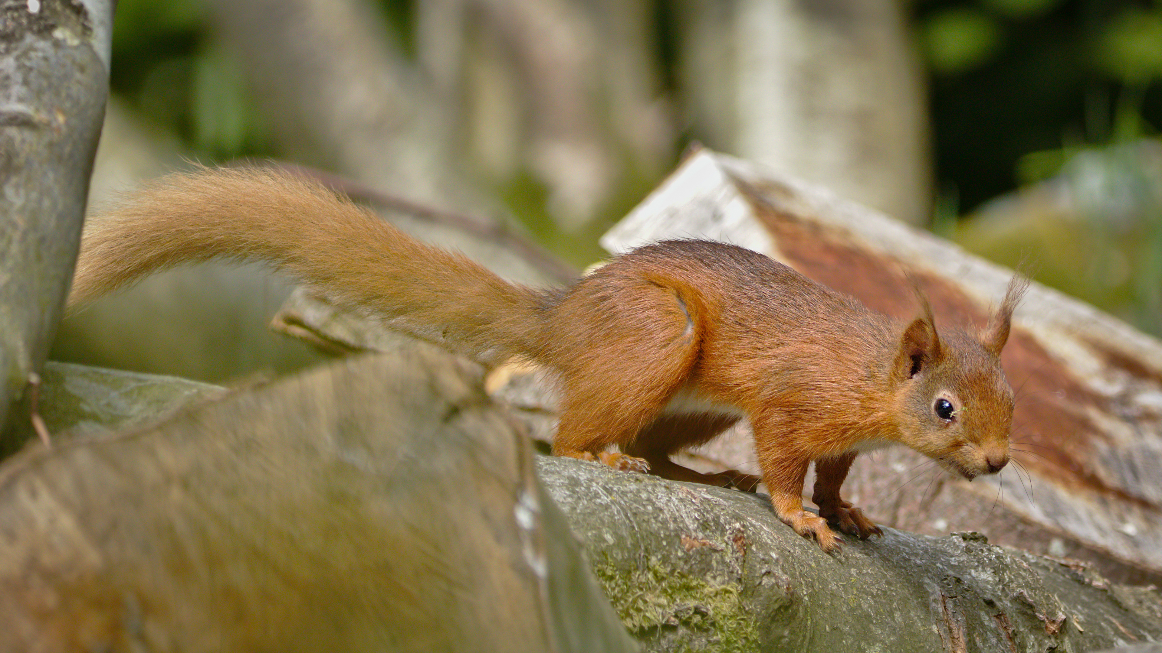 Red Squirrel 