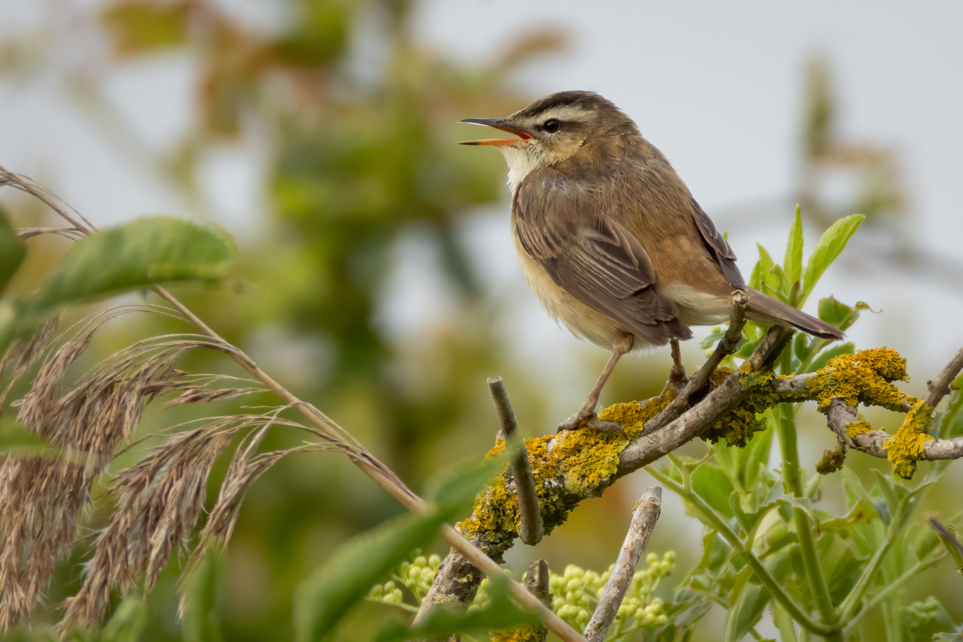 Sedge Warbler