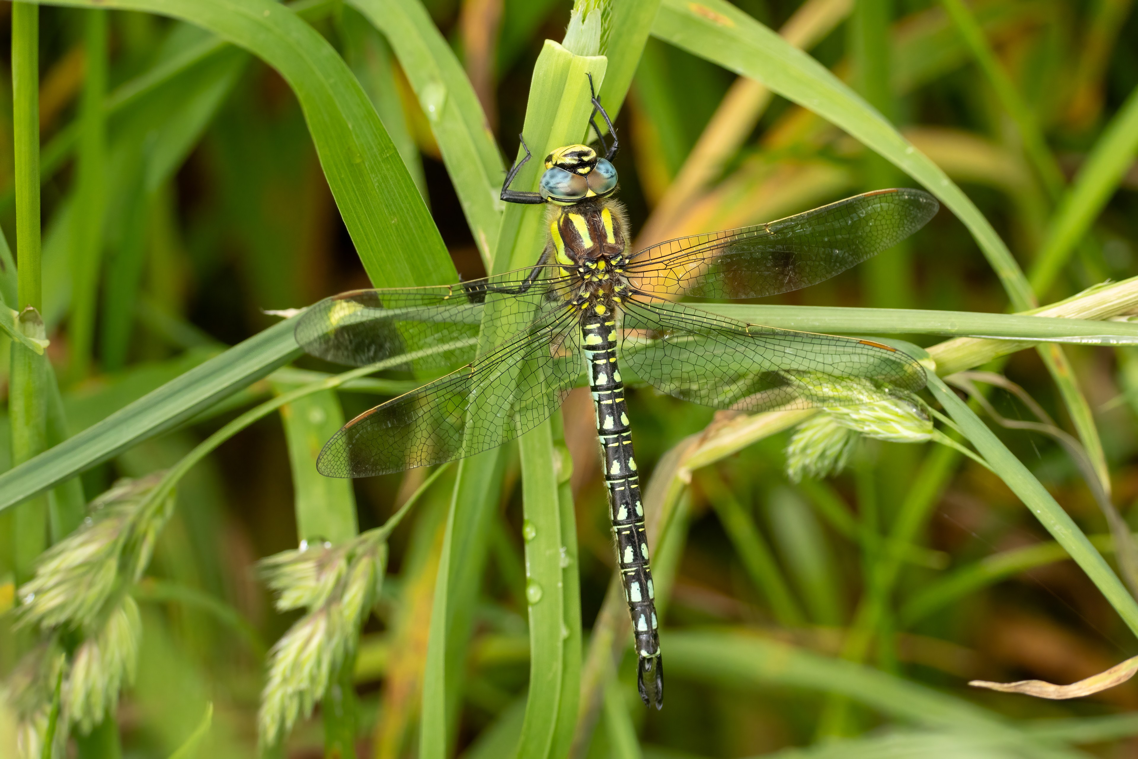 Hairy Dragonfly (male)